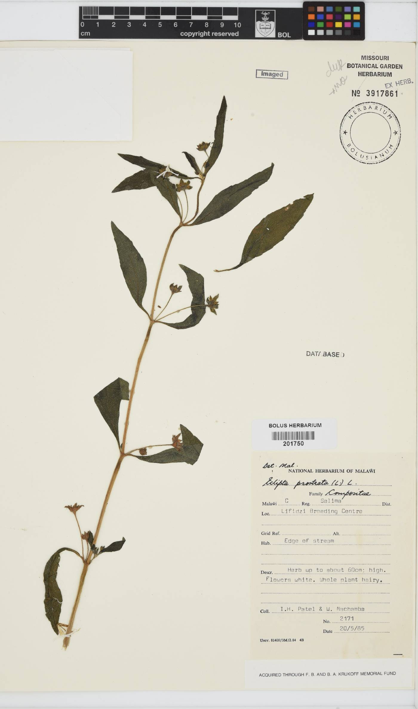 Eclipta prostrata image