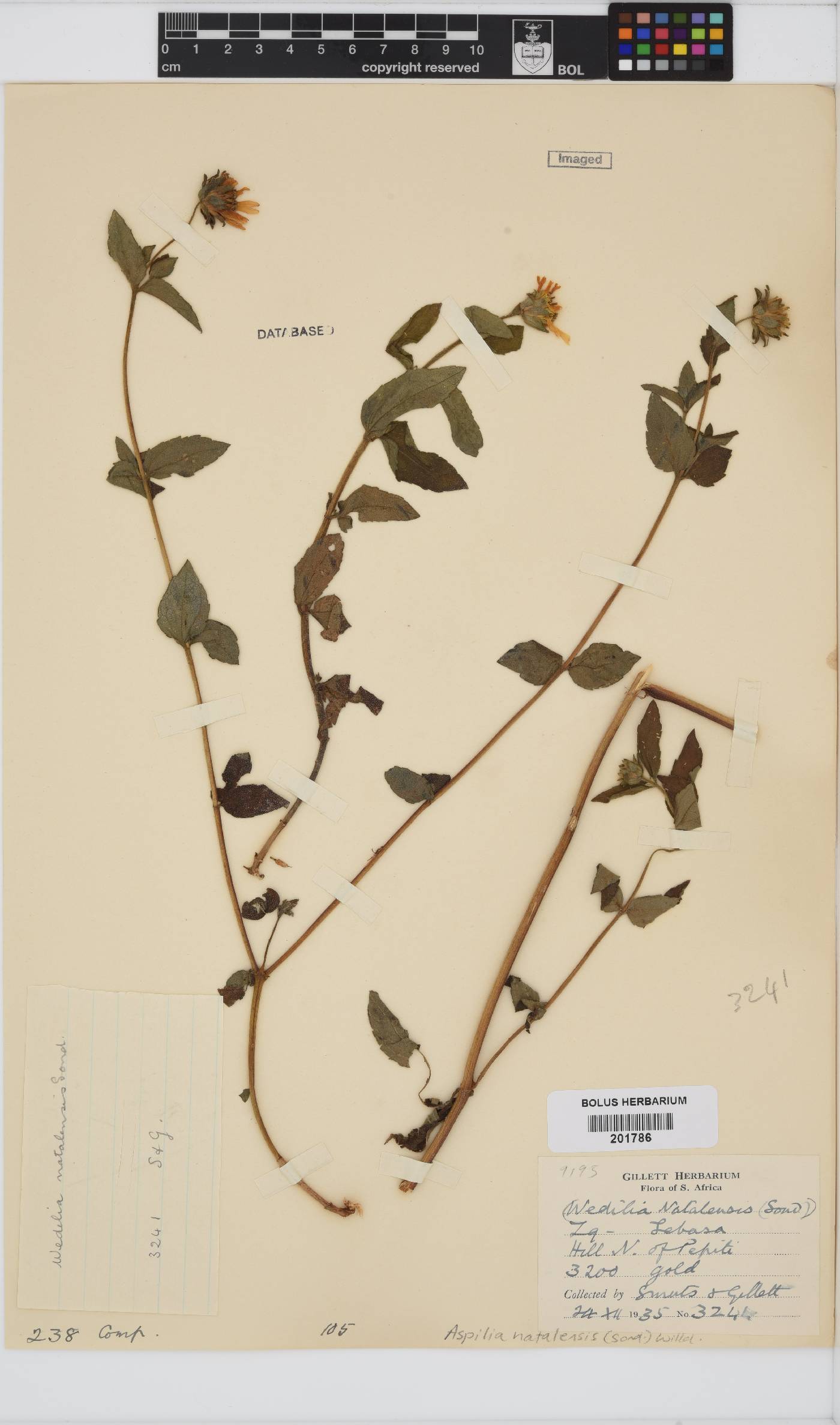 Aspilia natalensis image