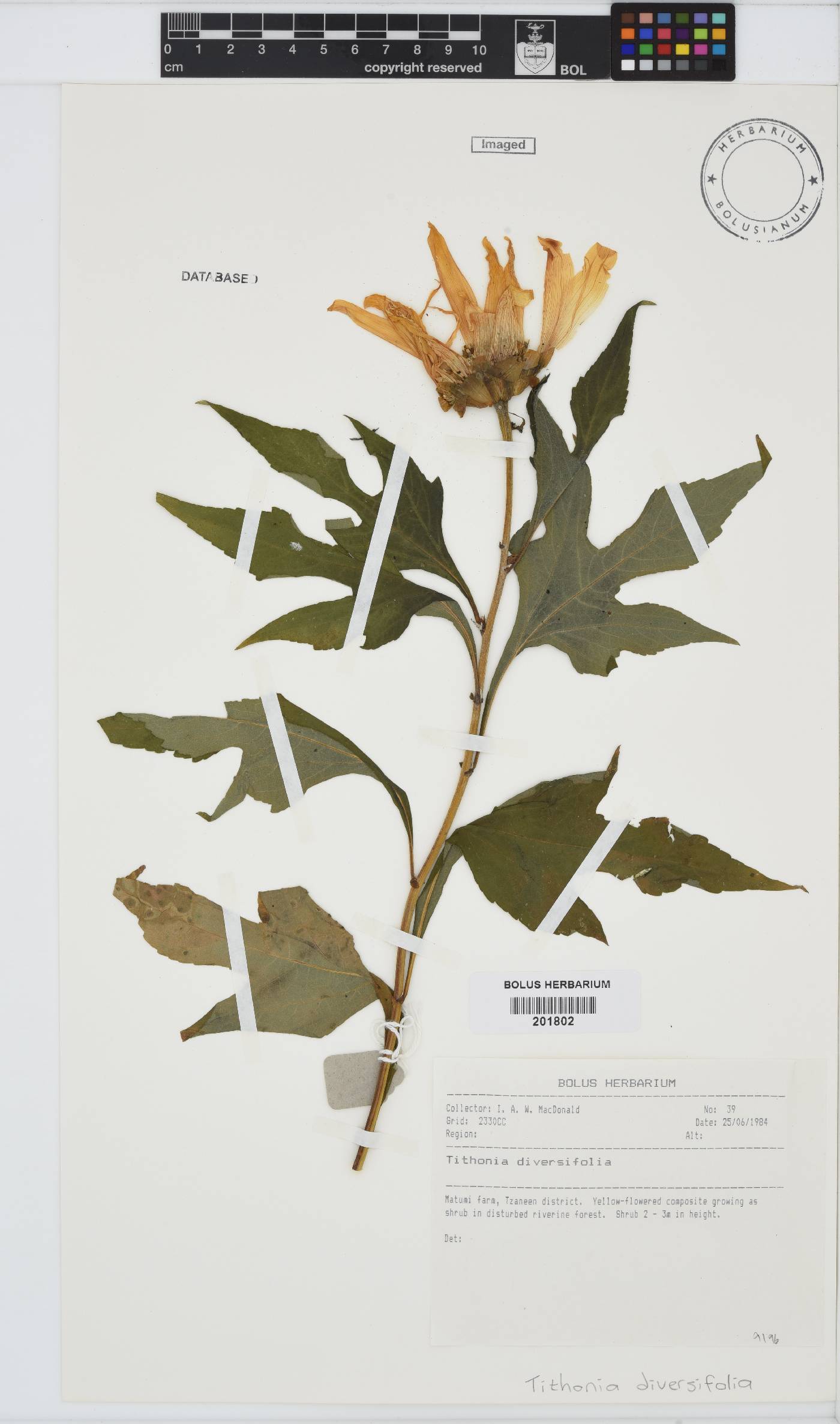 Tithonia diversifolia image