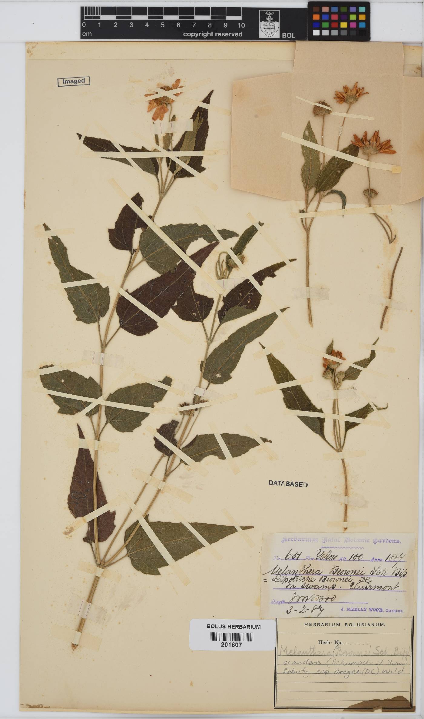 Melanthera scandens subsp. dregei image