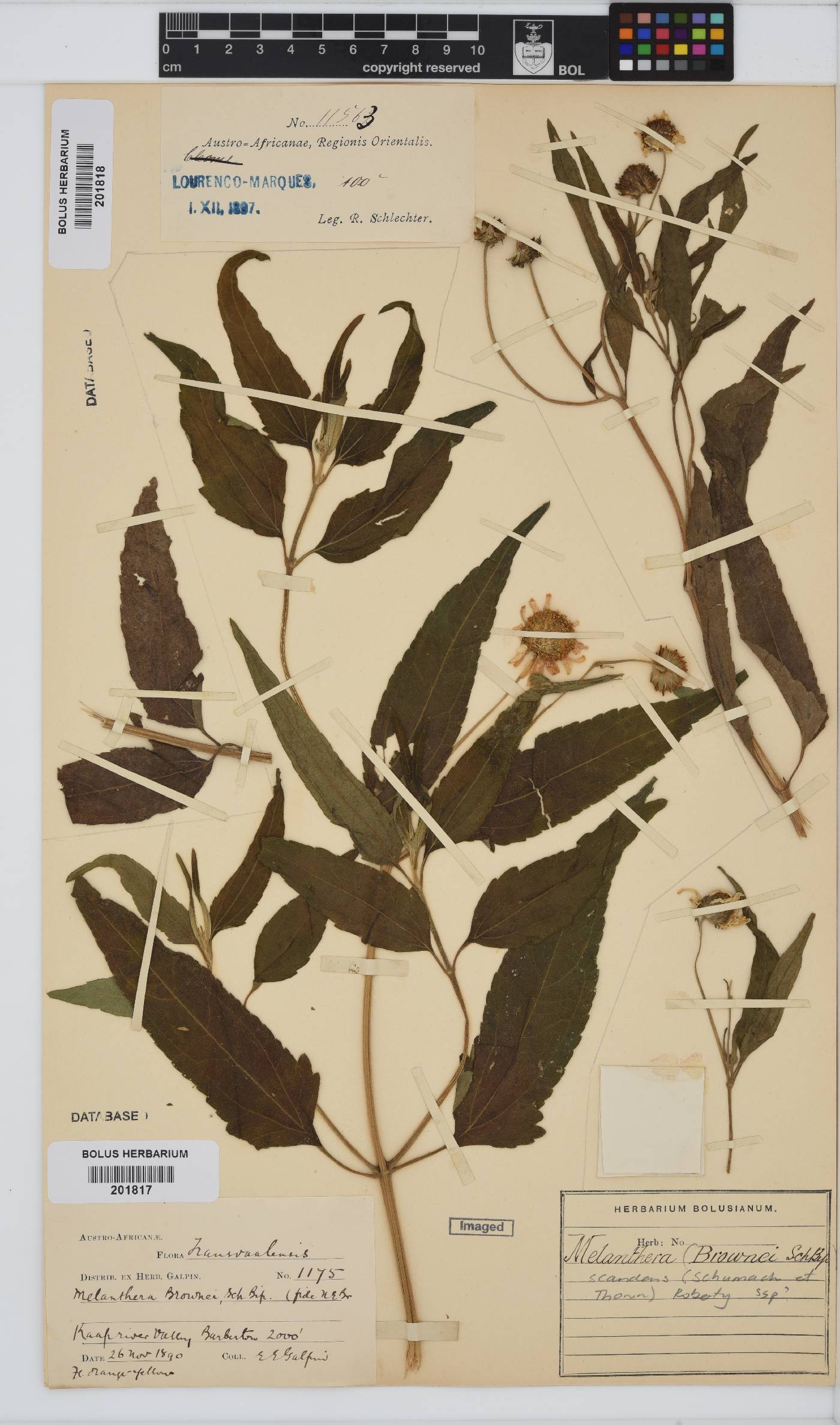 Melanthera image