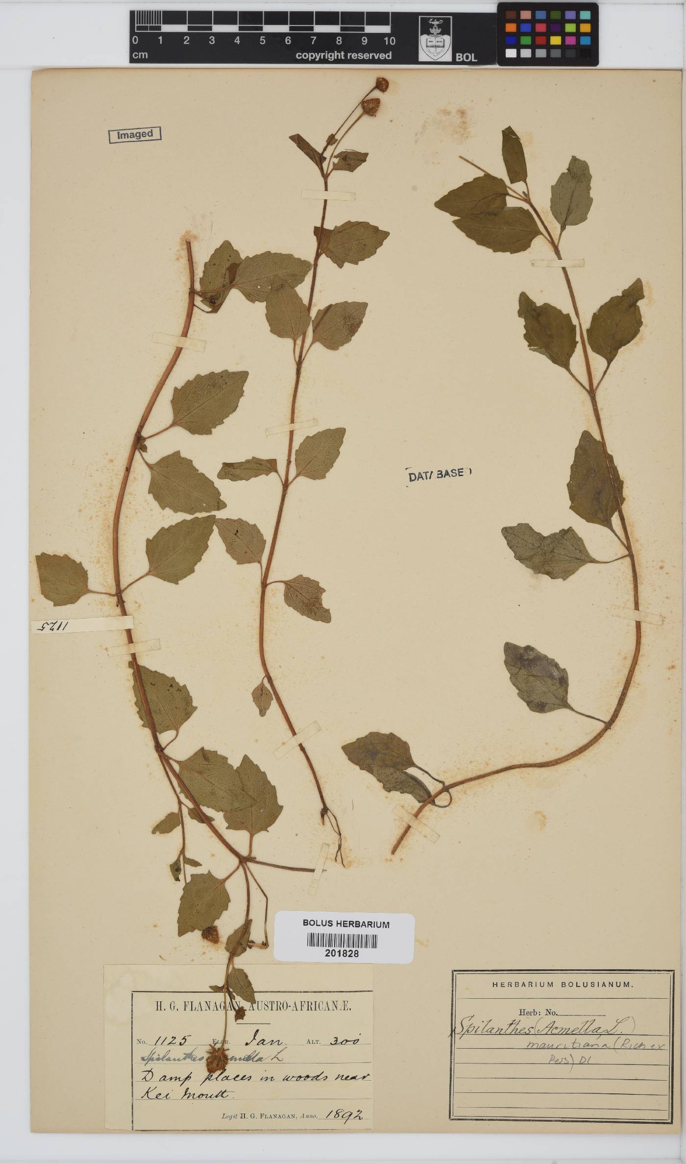 Acmella caulirhiza image