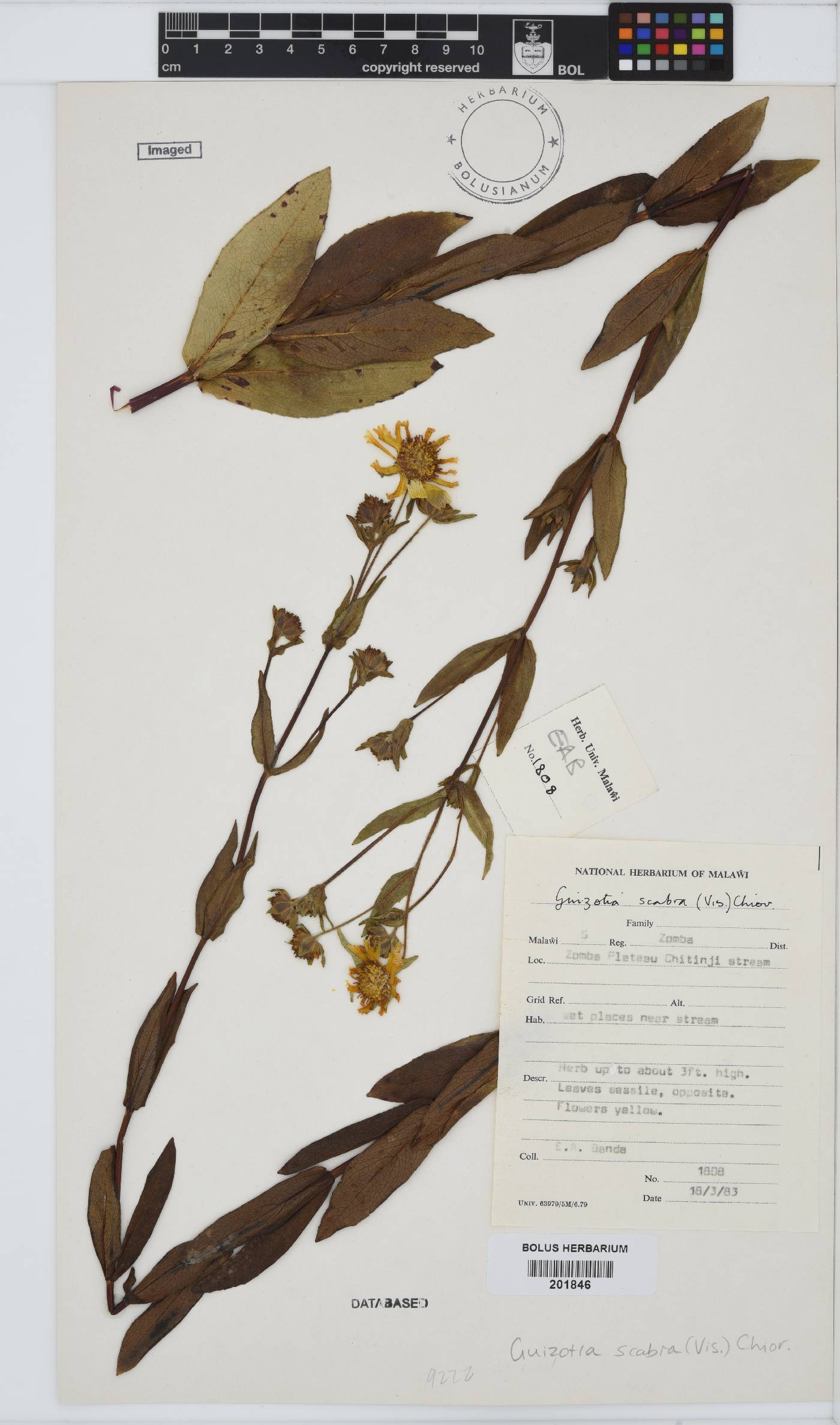 Guizotia scabra image