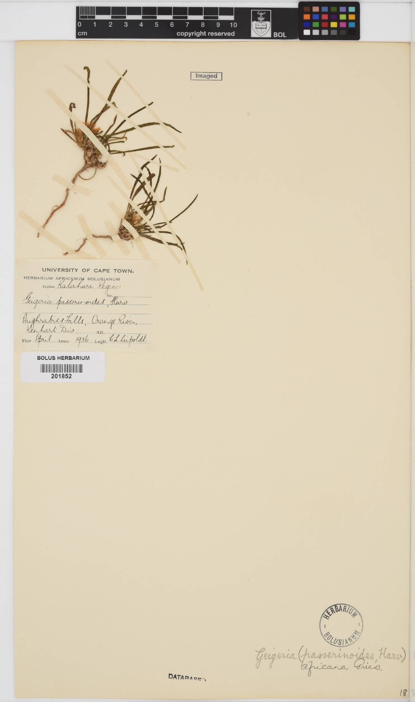 Geigeria ornativa image