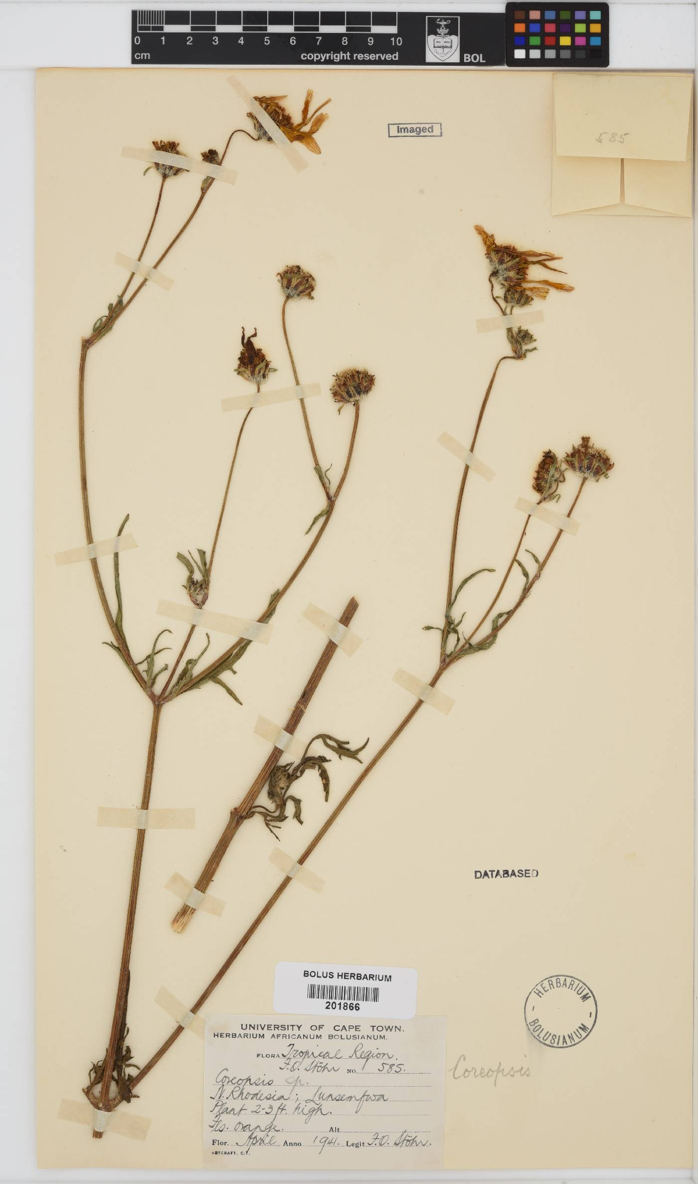 Coreopsis image
