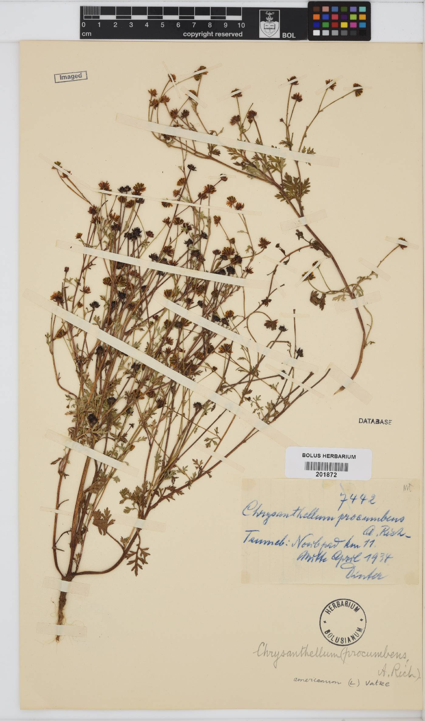 Chrysanthellum americanum image