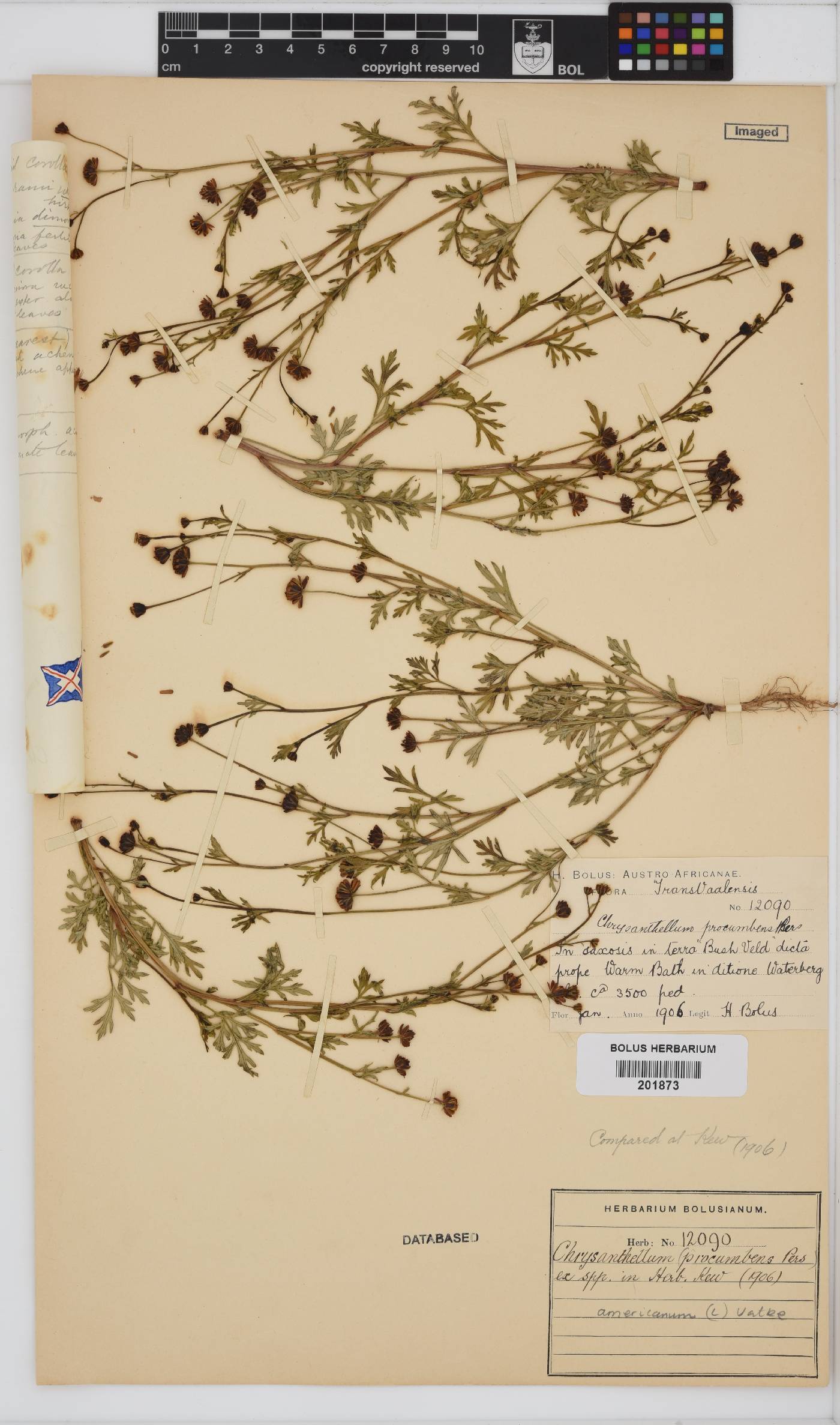 Chrysanthellum americanum image