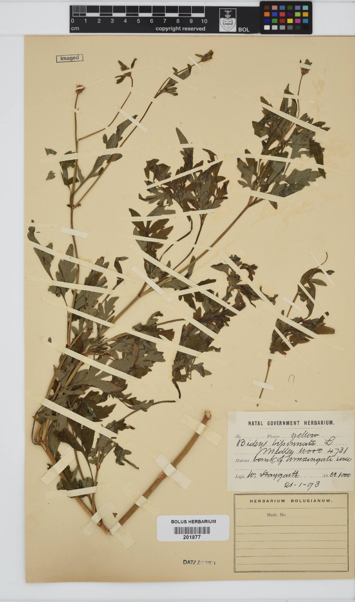 Bidens bipinnata image