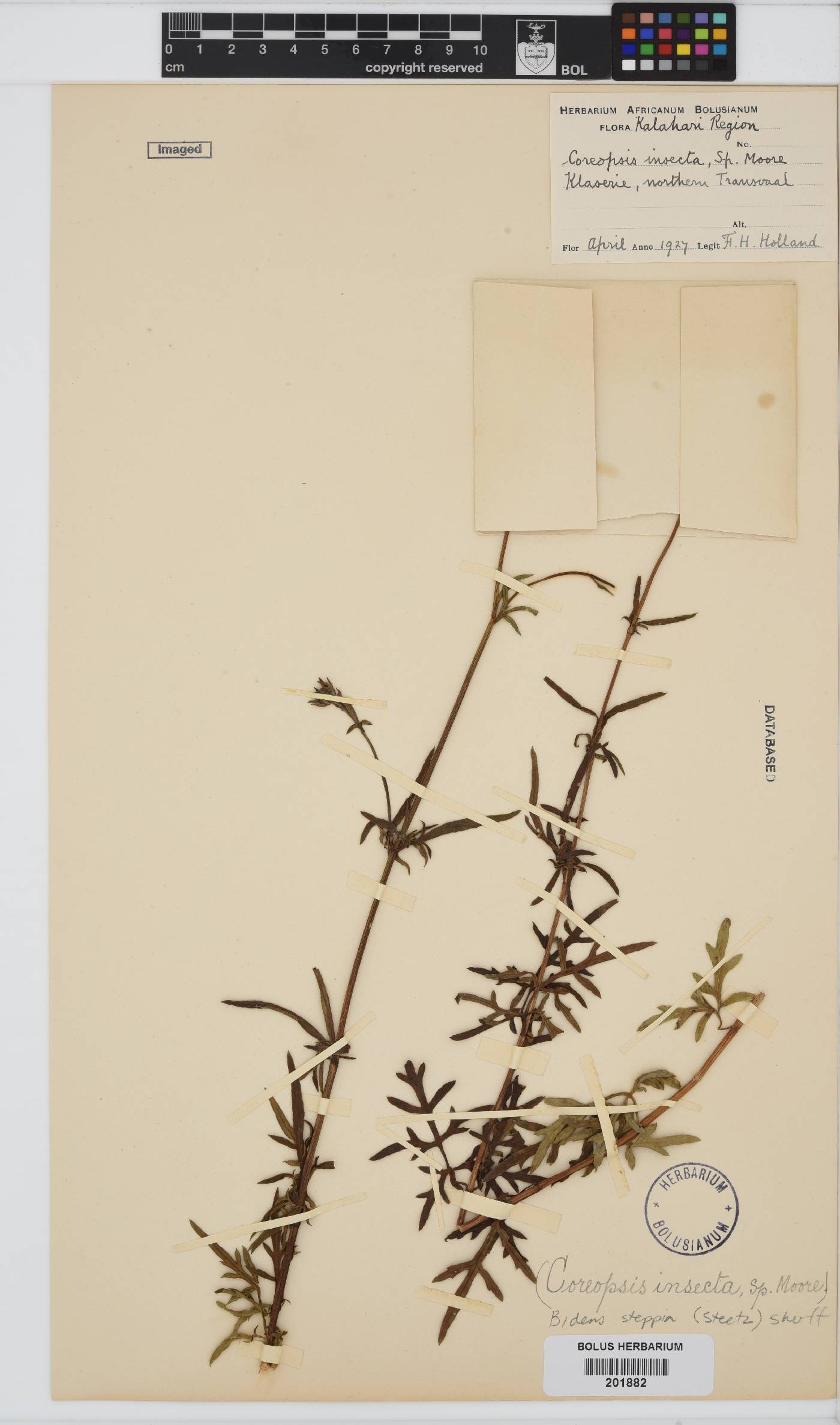 Bidens kirkii image