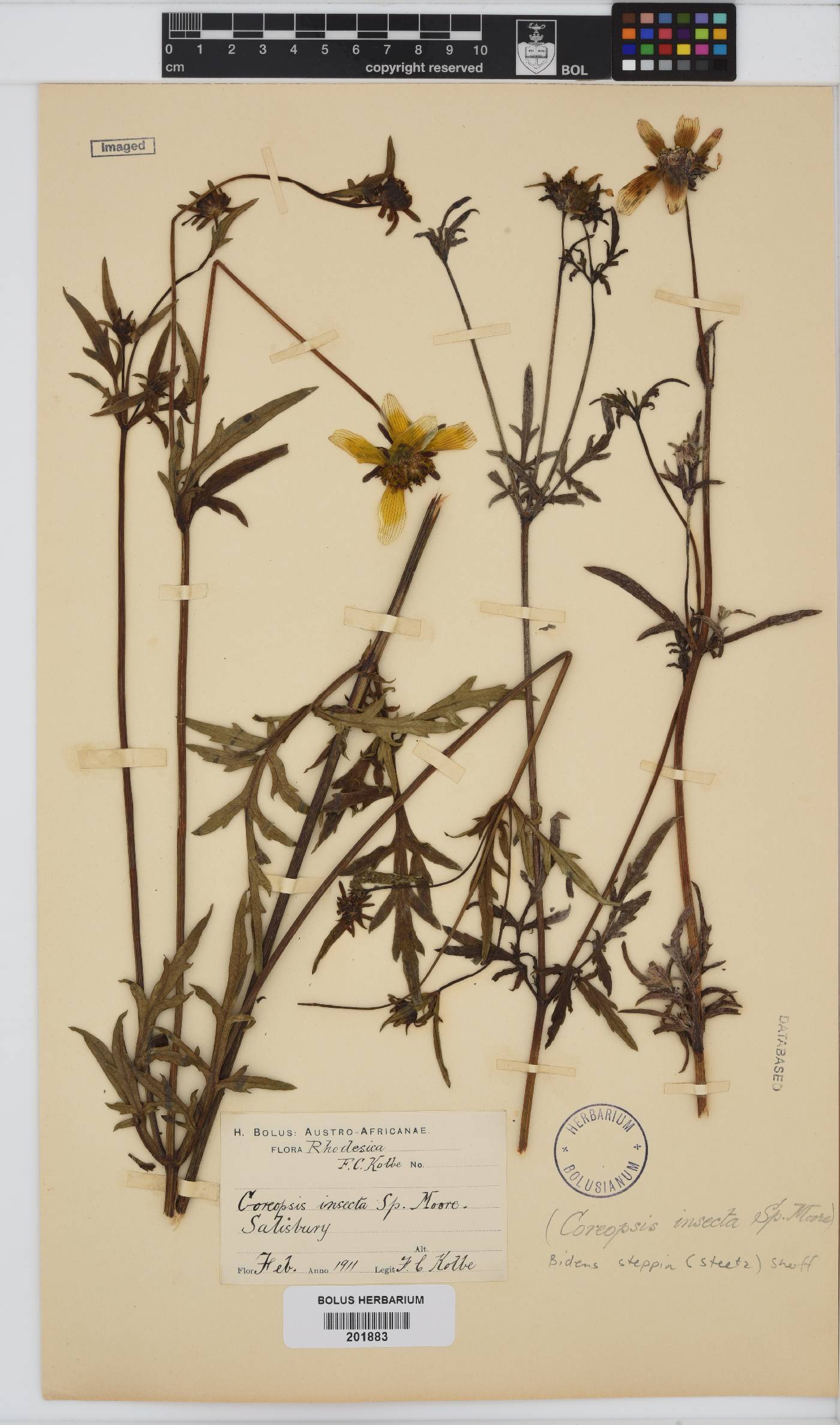 Bidens kirkii image