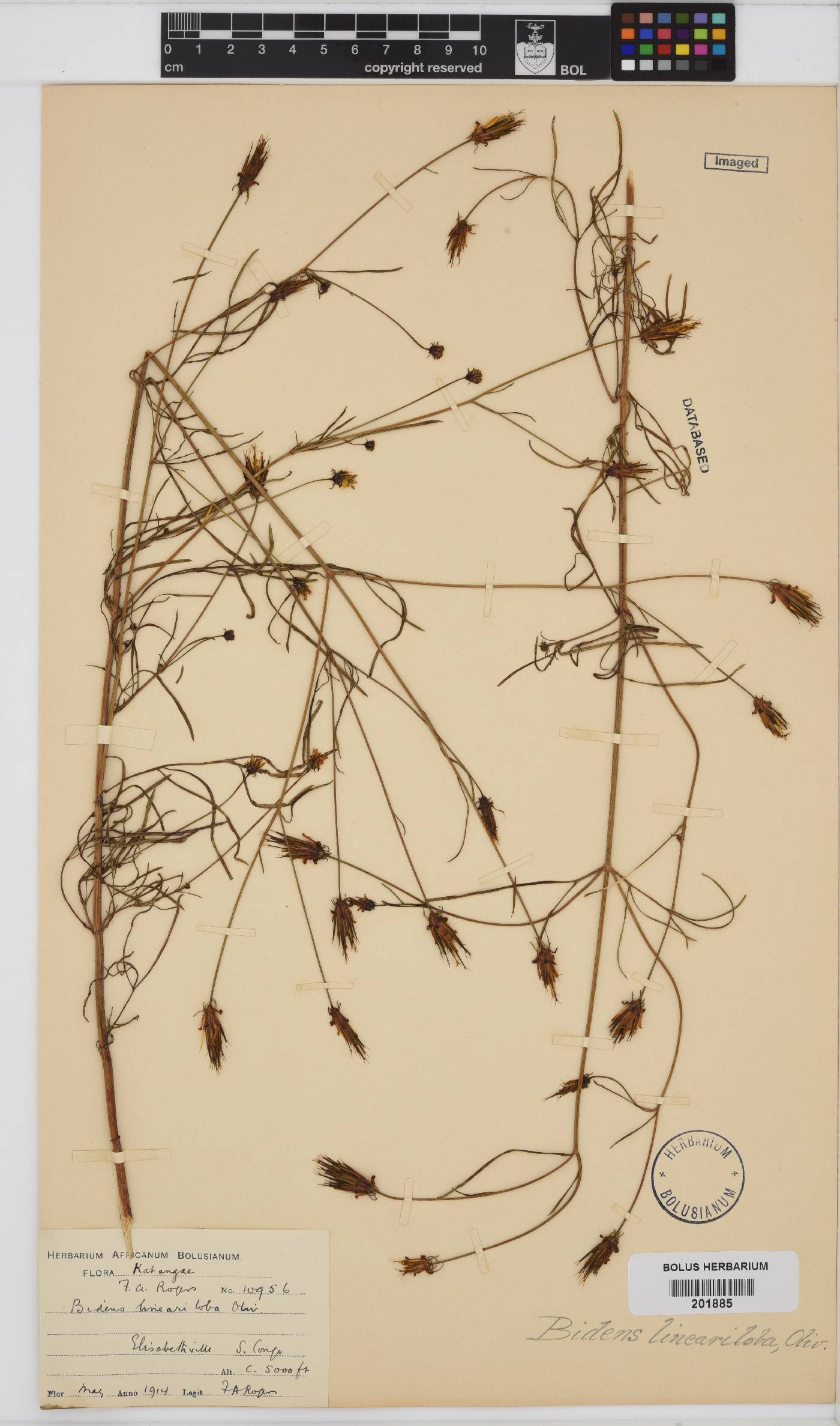 Bidens lineariloba image