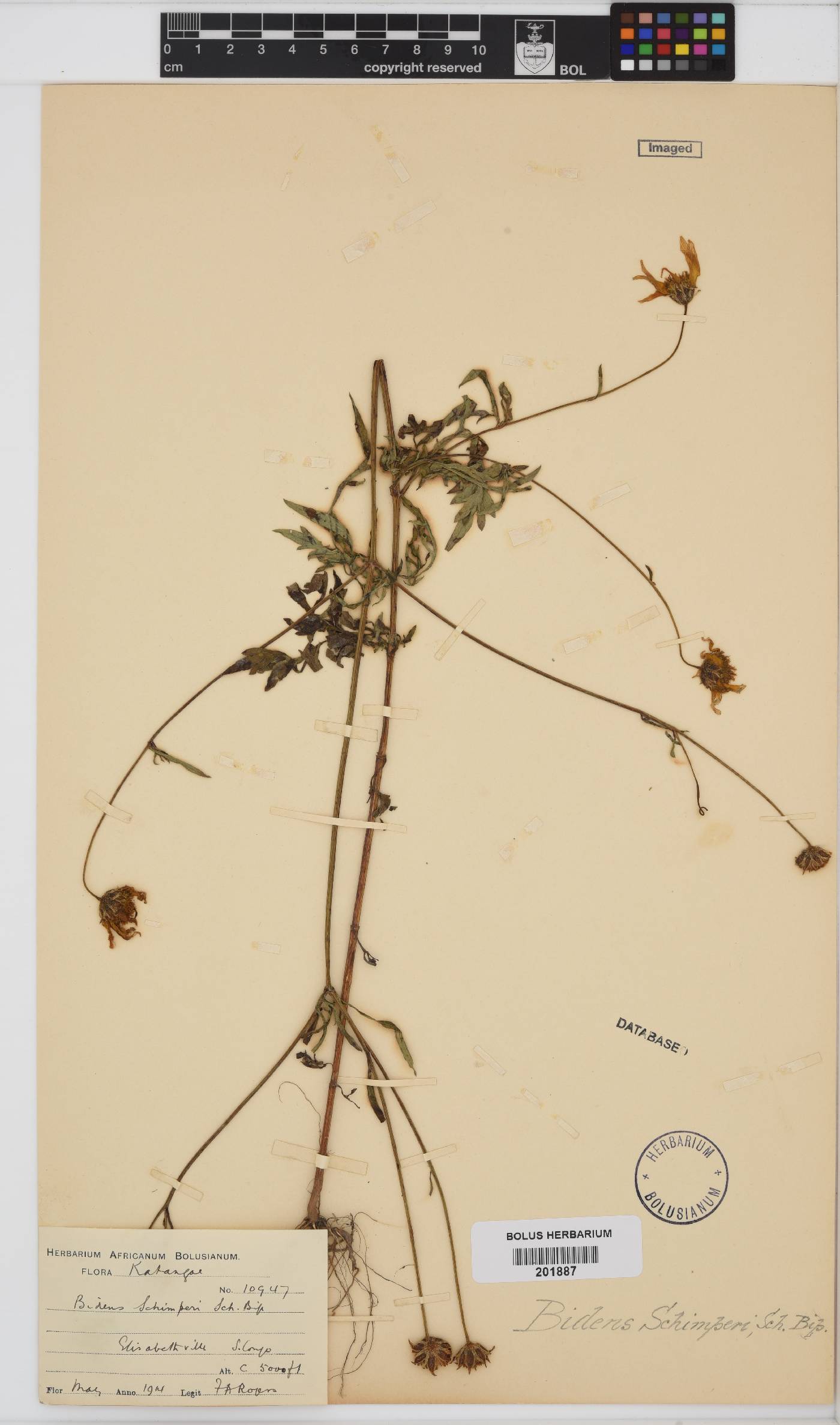 Bidens schimperi image