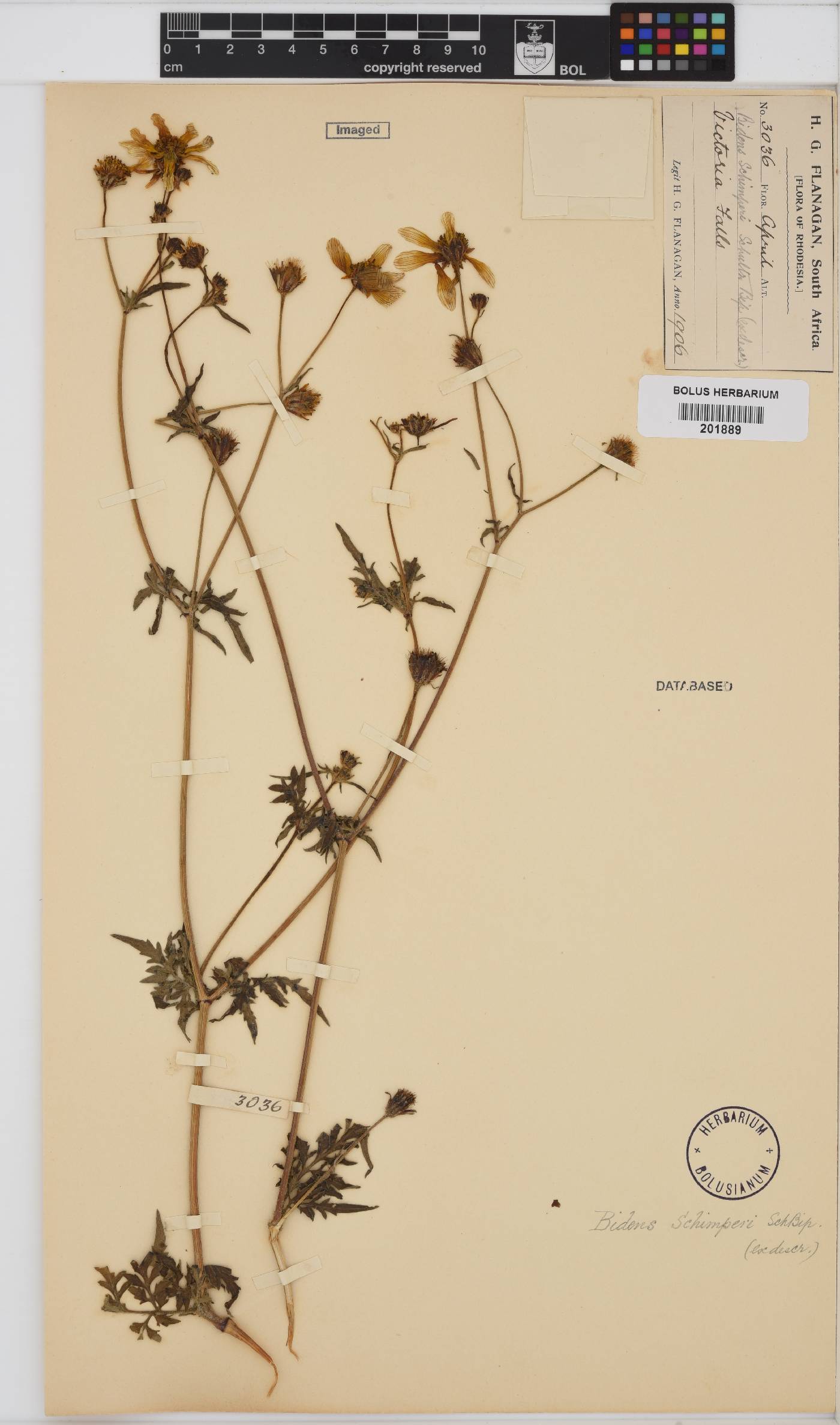 Bidens image
