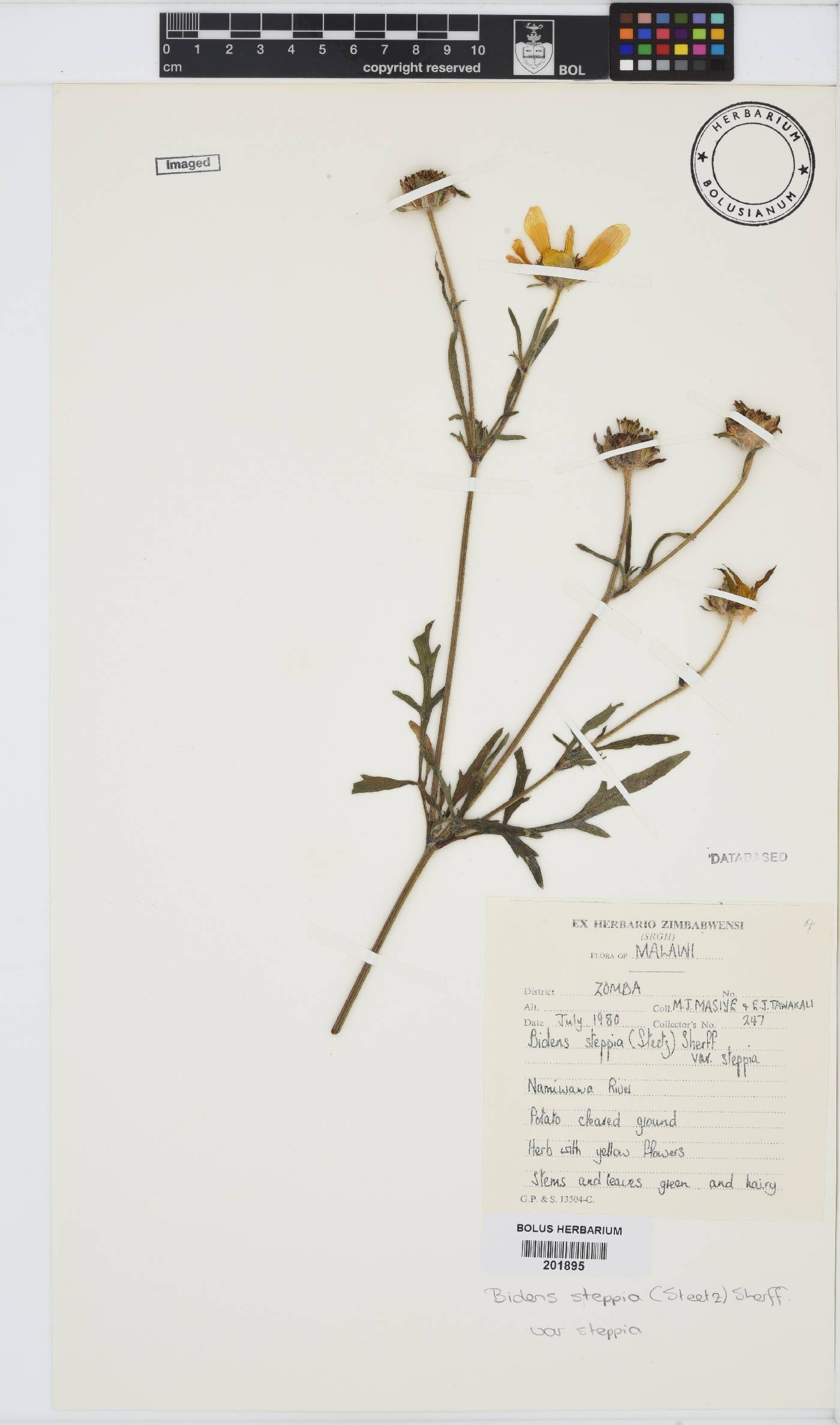 Bidens steppia image