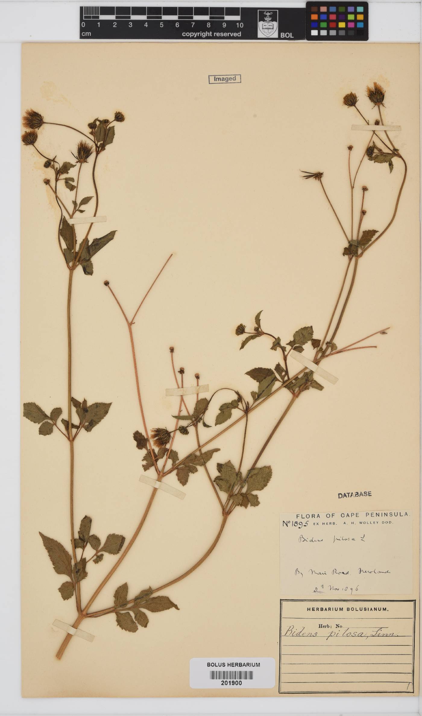 Bidens pilosa image