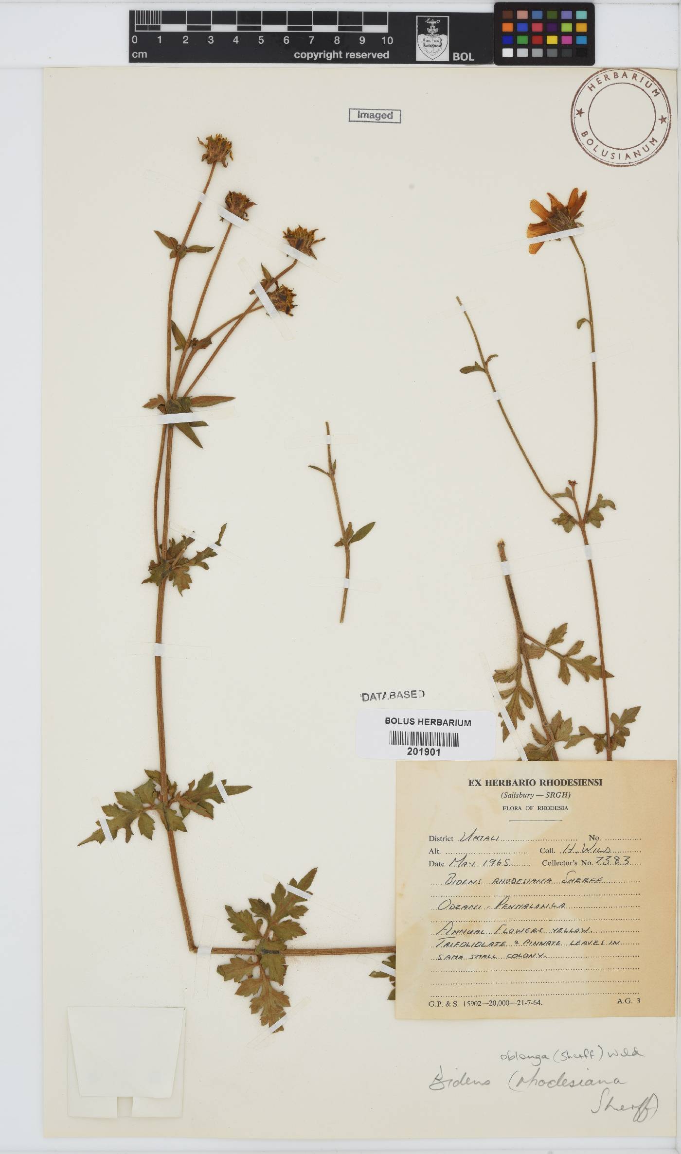 Bidens oblonga image