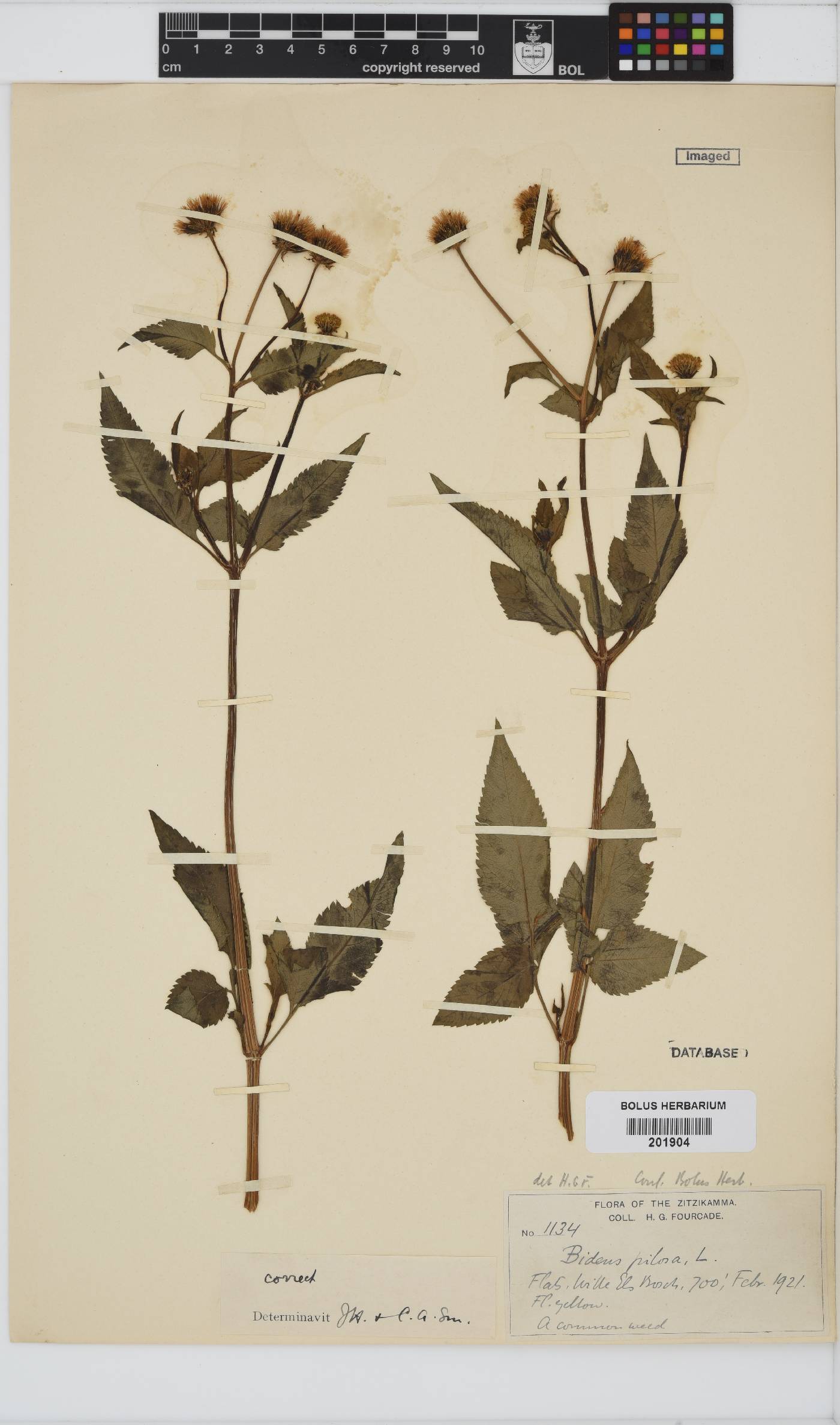 Bidens image