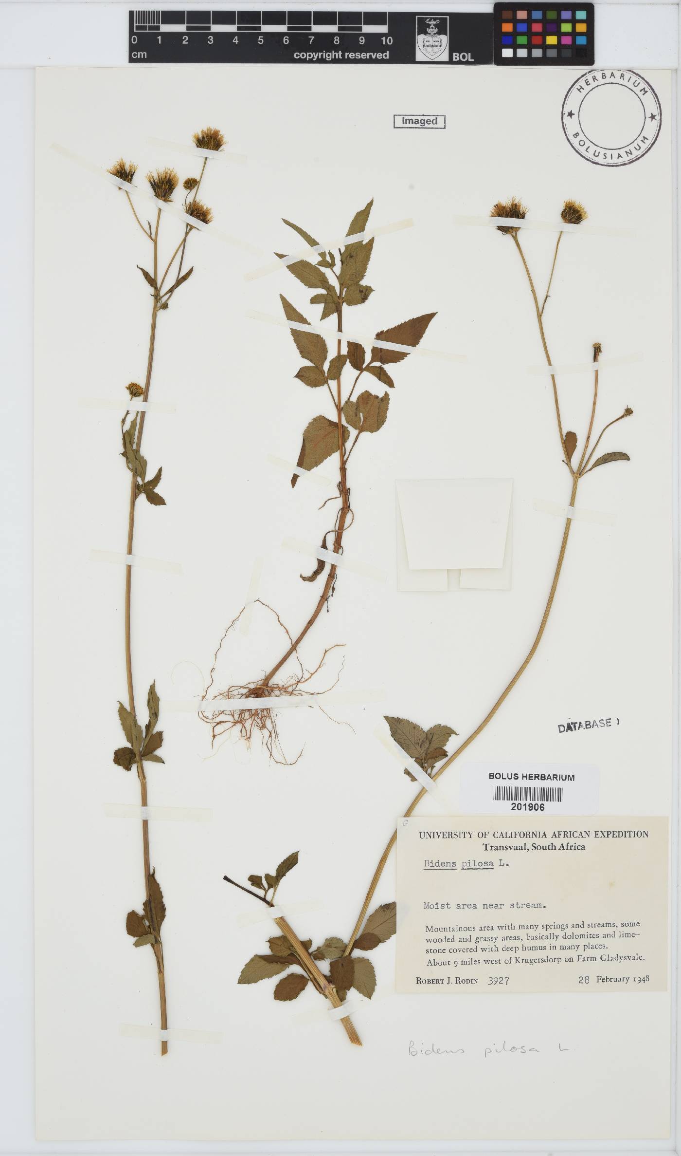 Bidens pilosa image