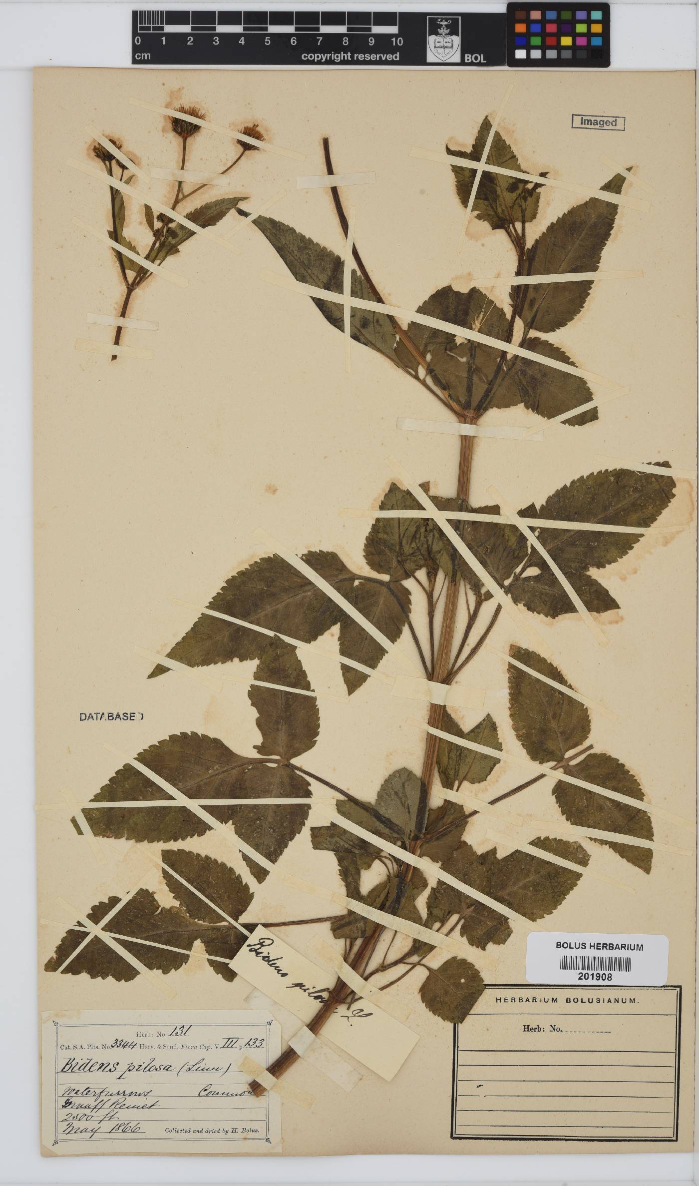 Bidens image