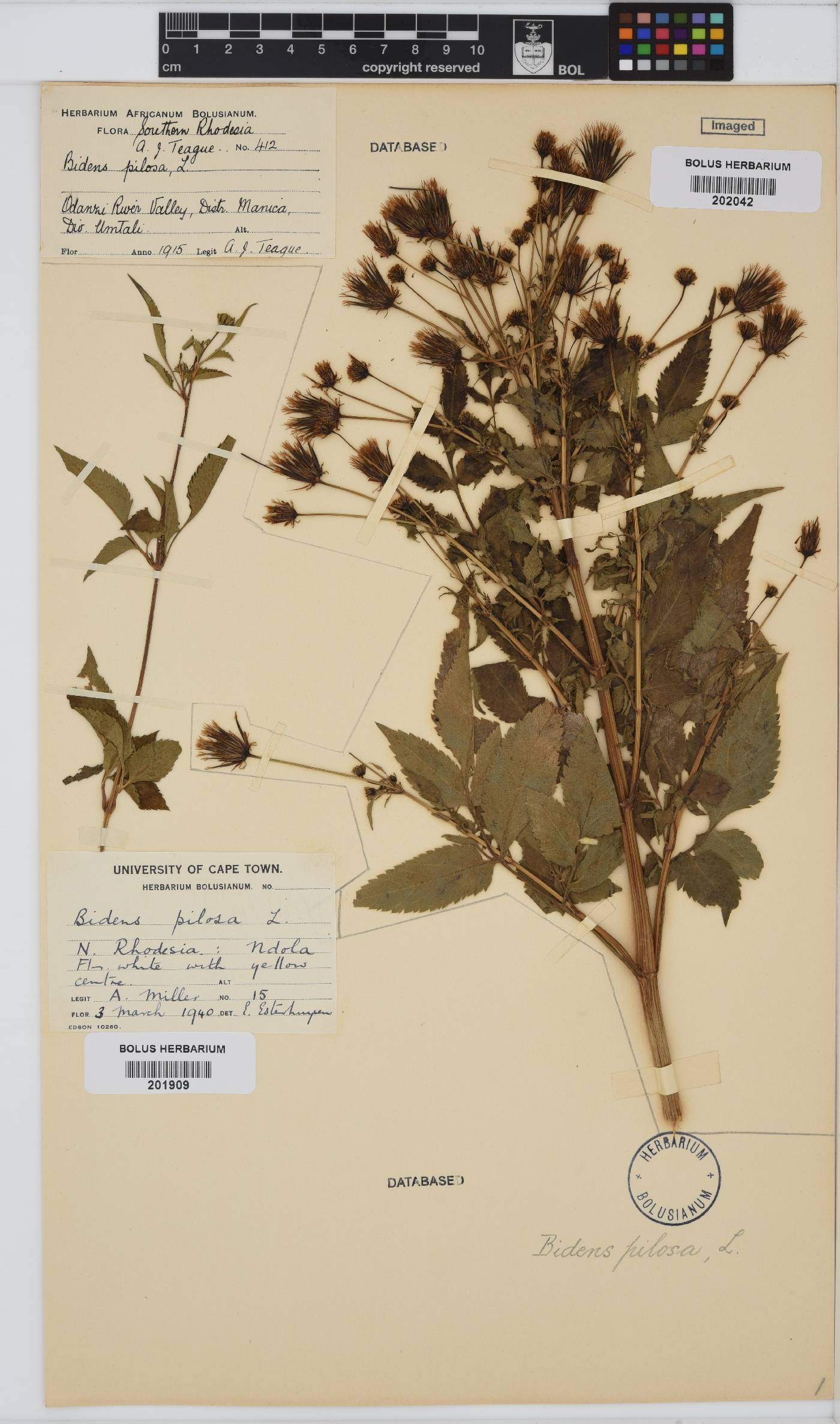Bidens pilosa image