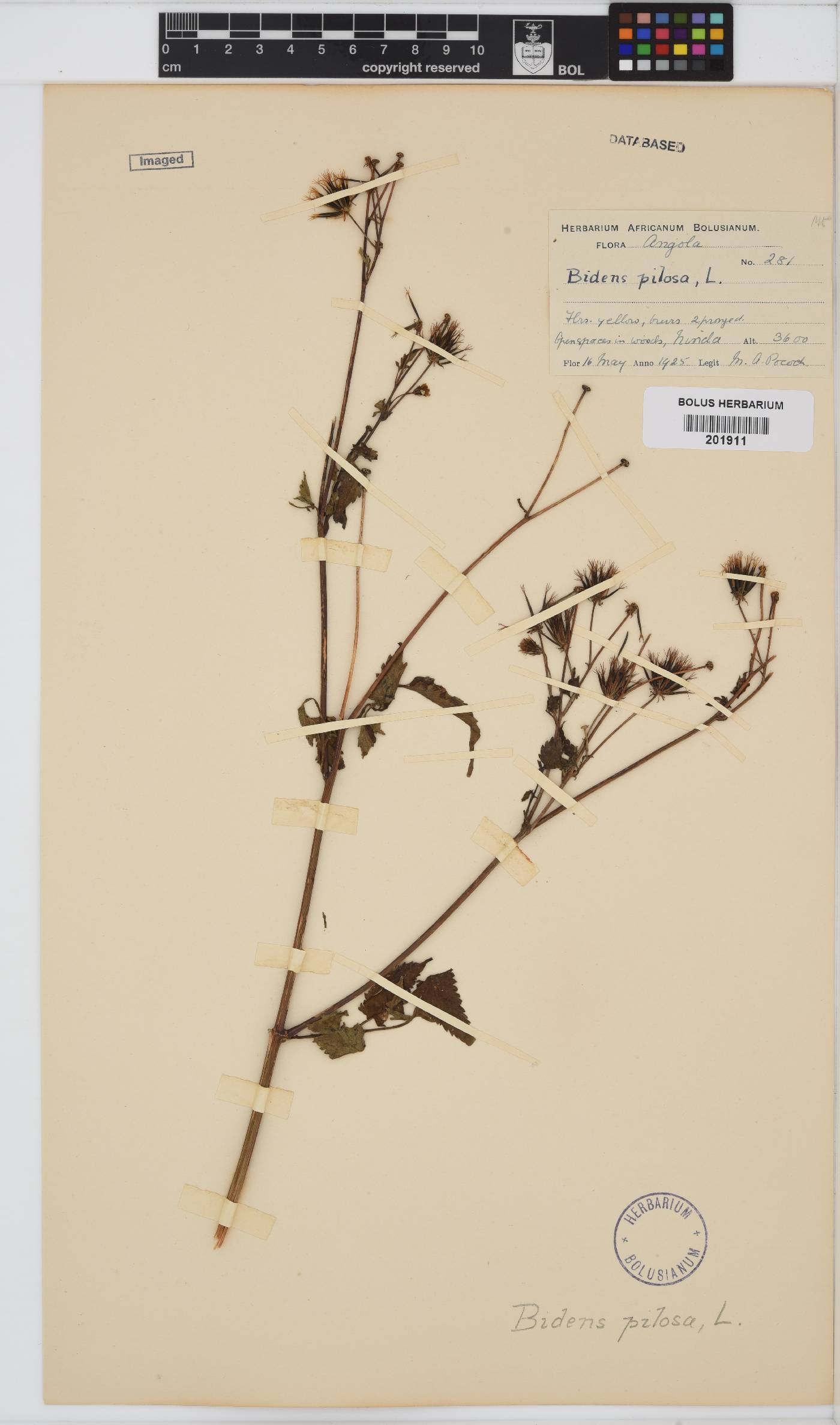 Bidens pilosa image