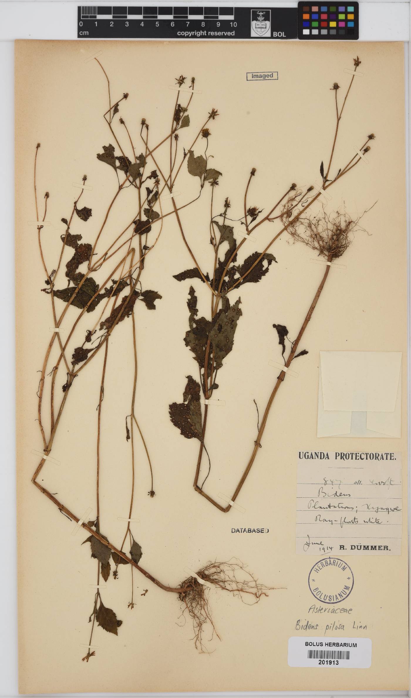 Bidens pilosa image