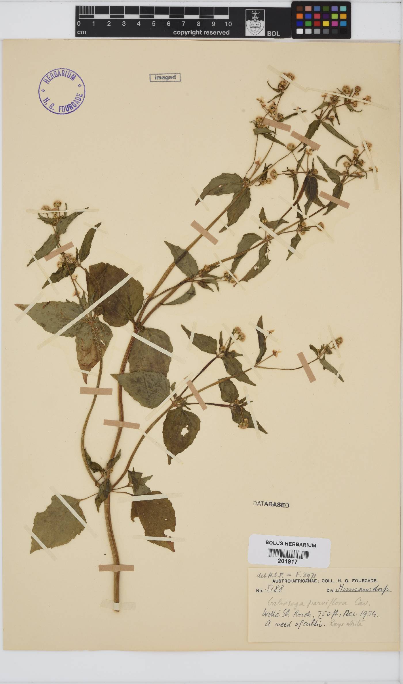 Galinsoga image