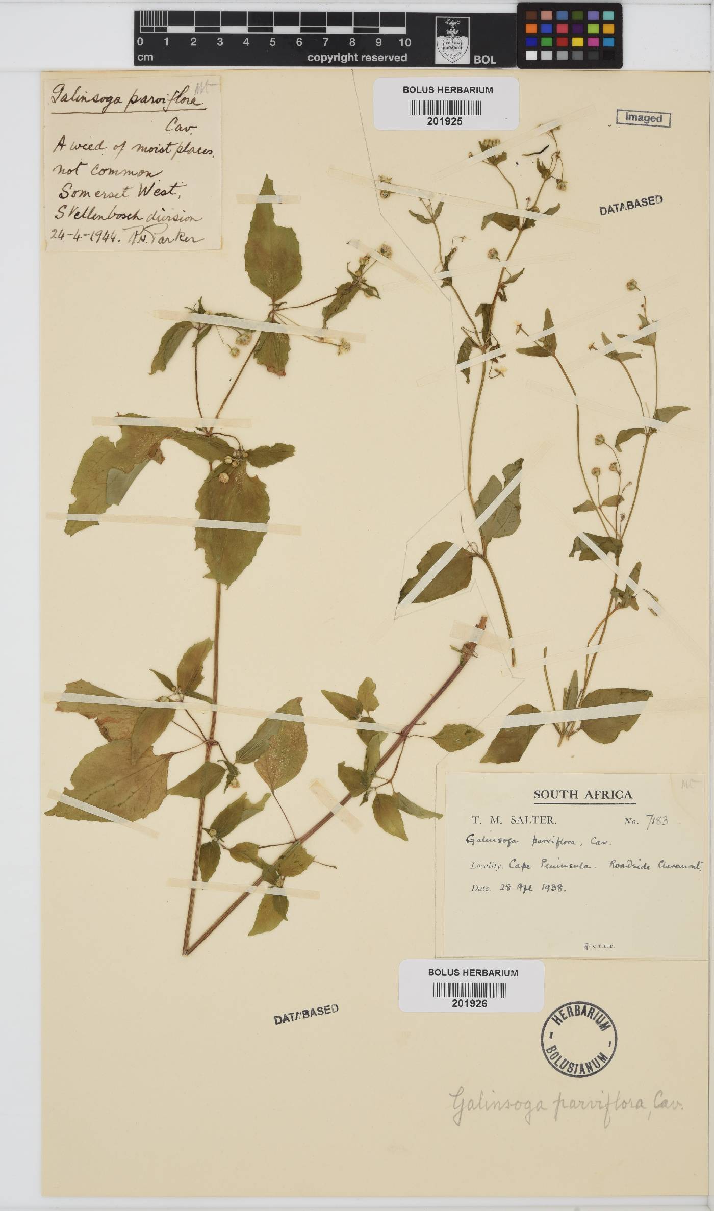 Galinsoga parviflora image