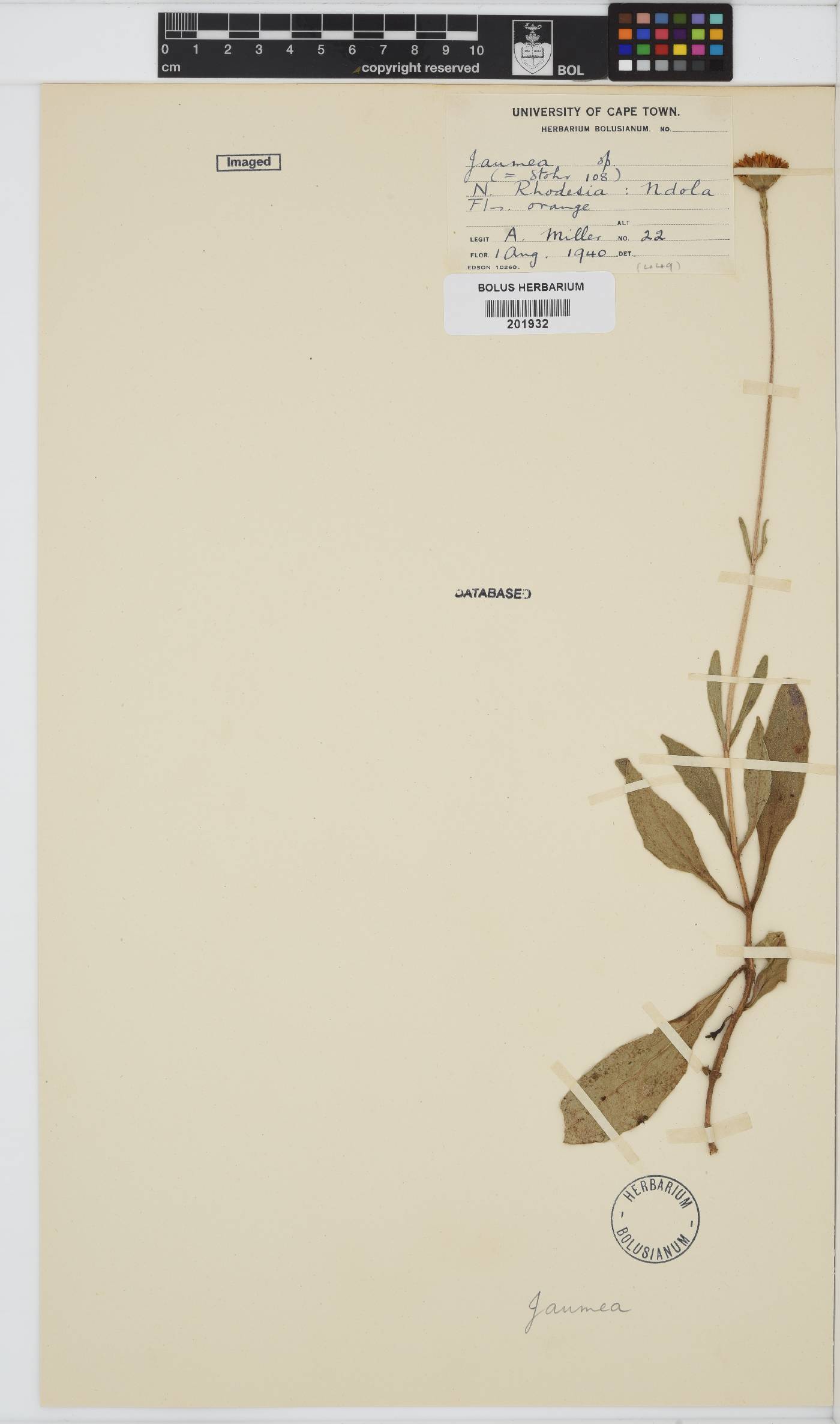 Hypericophyllum elatum image