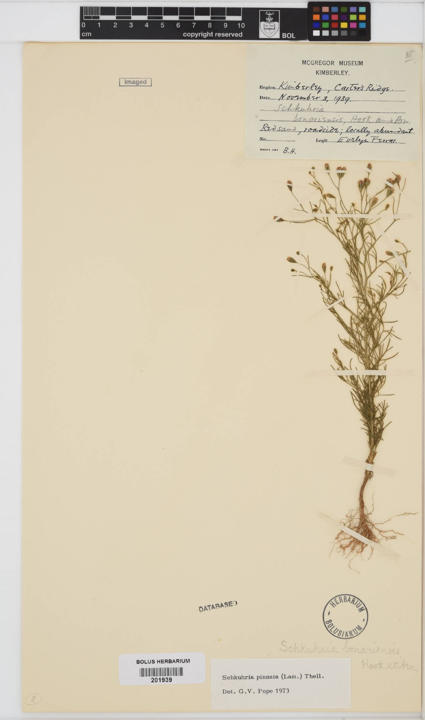 Schkuhria pinnata image