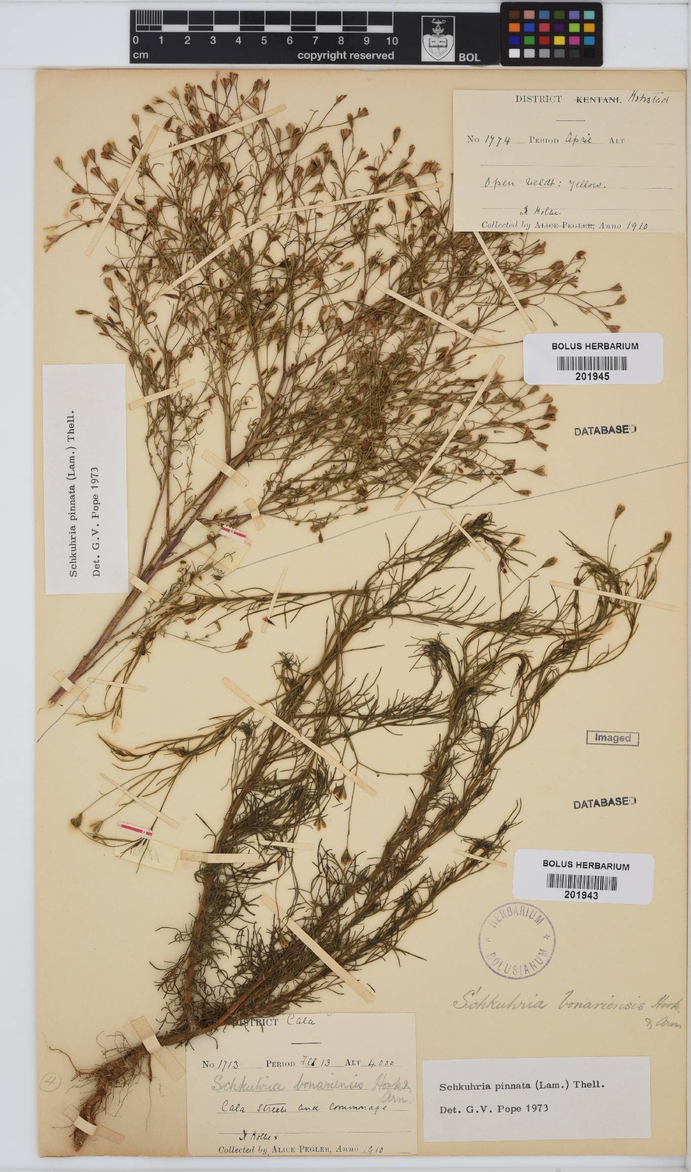 Schkuhria pinnata image