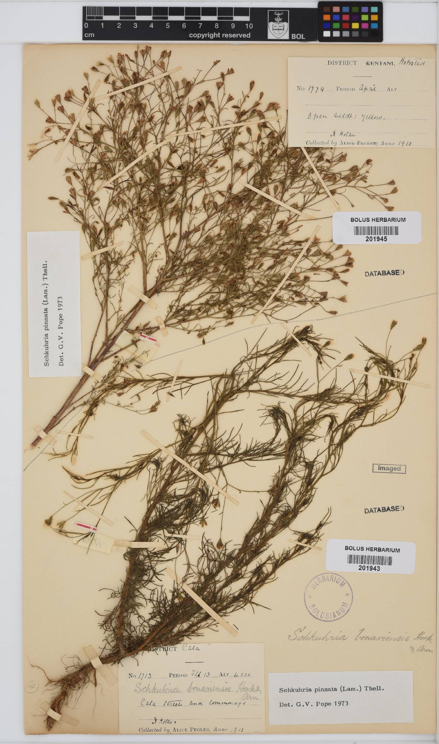 Schkuhria image