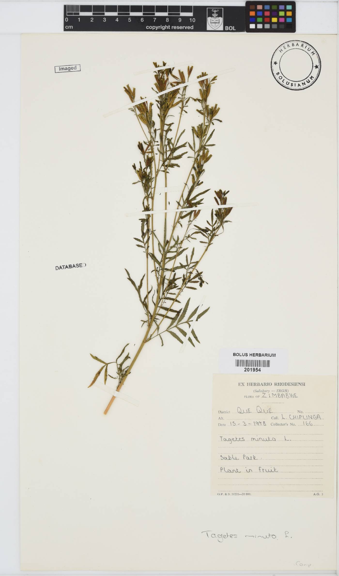 Tagetes minuta image