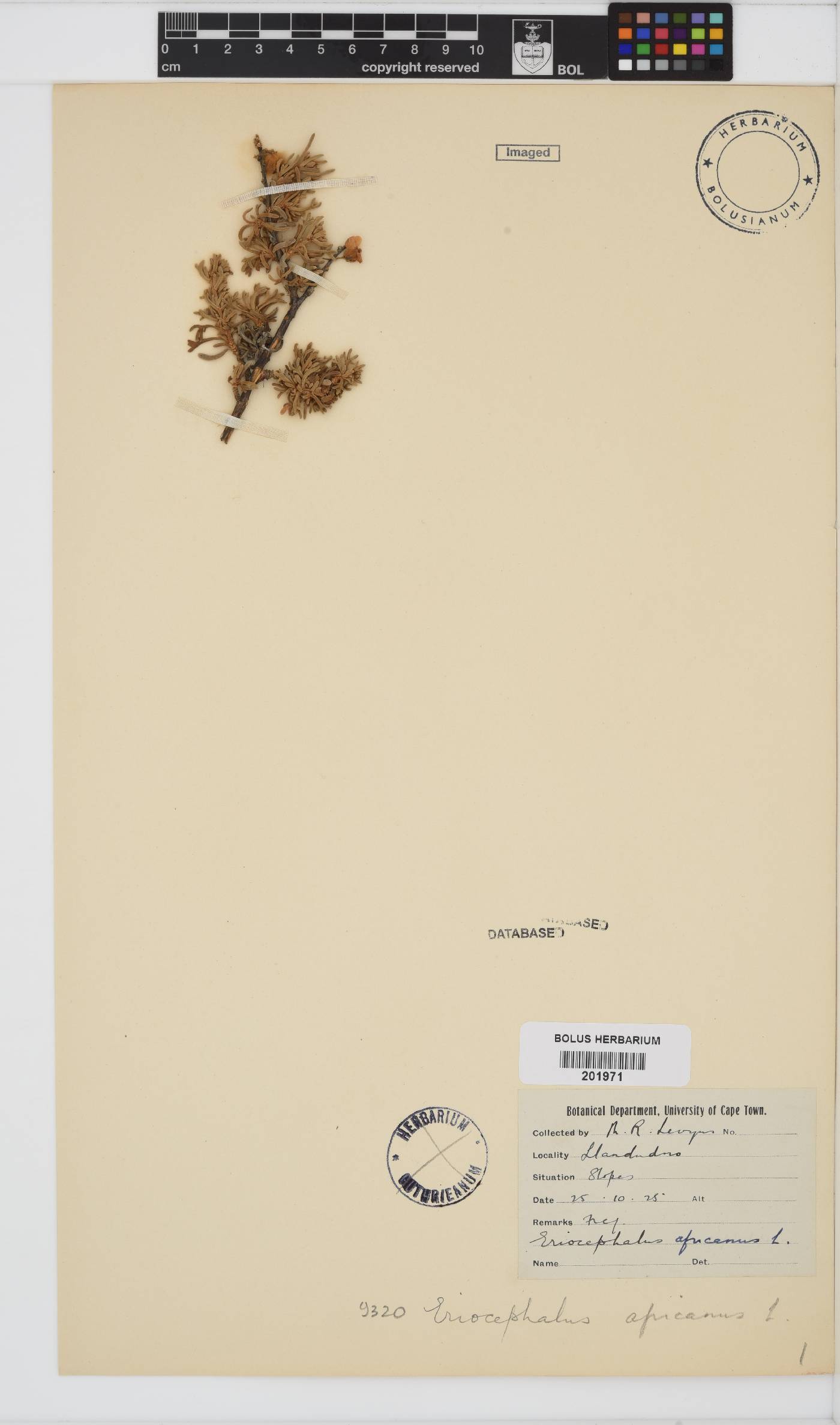 Eriocephalus africanus image