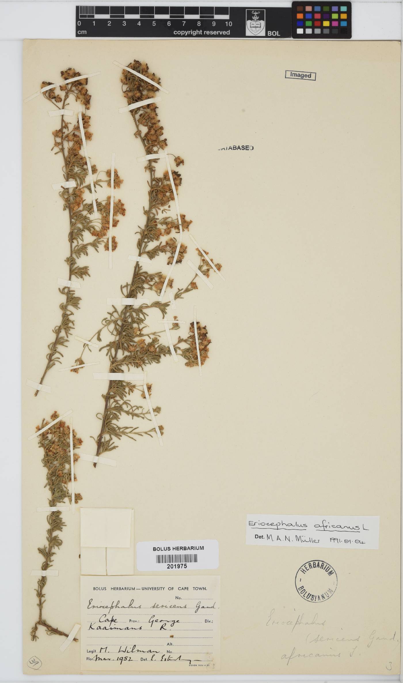 Eriocephalus image