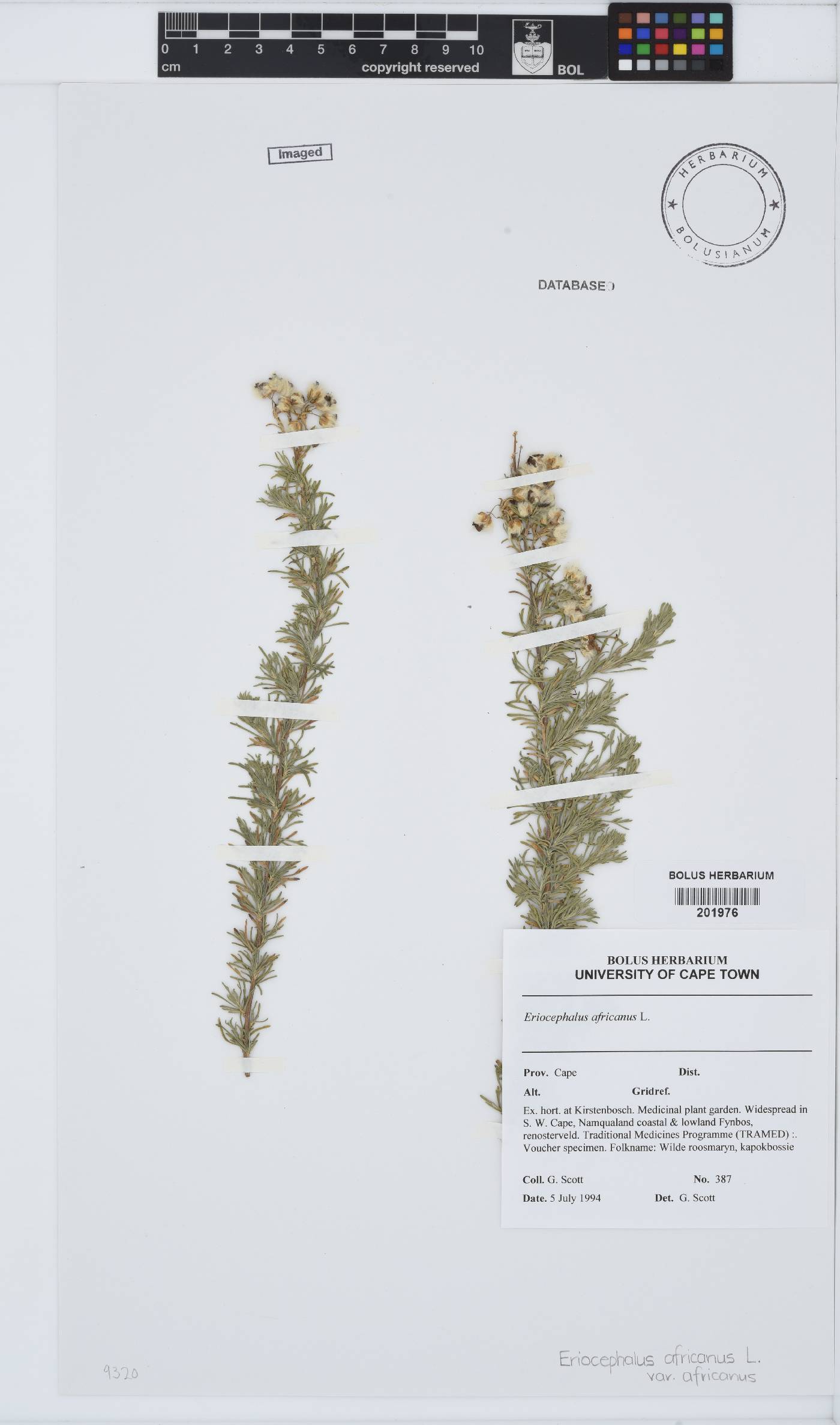 Eriocephalus africanus image