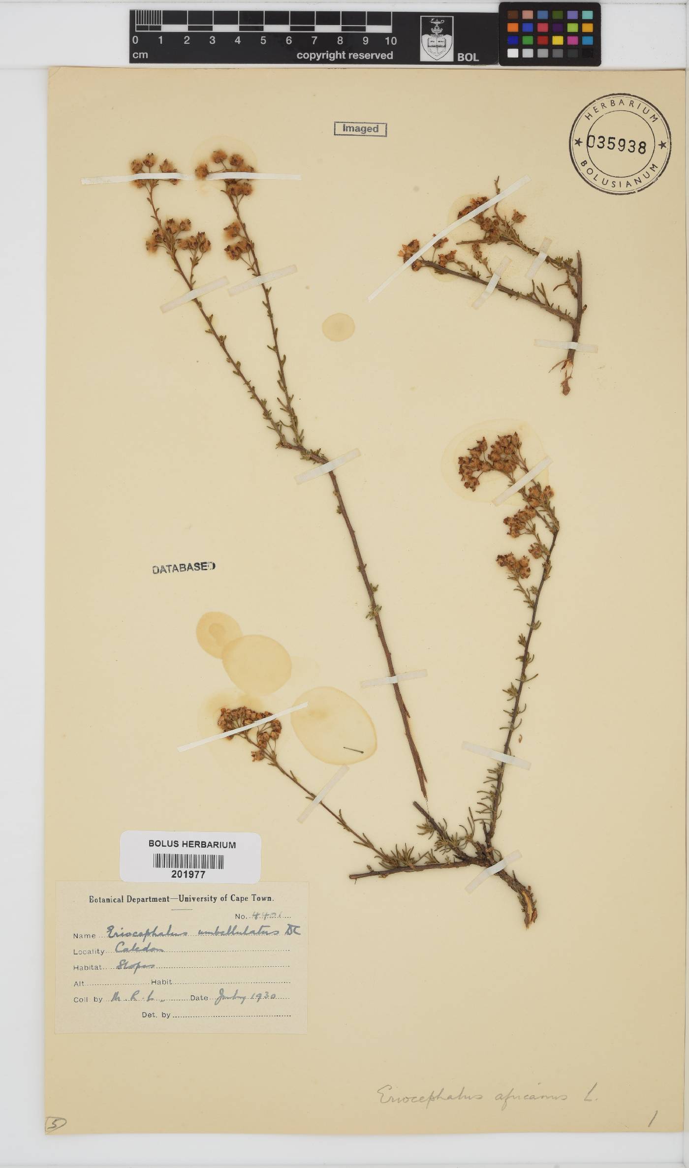Eriocephalus africanus image