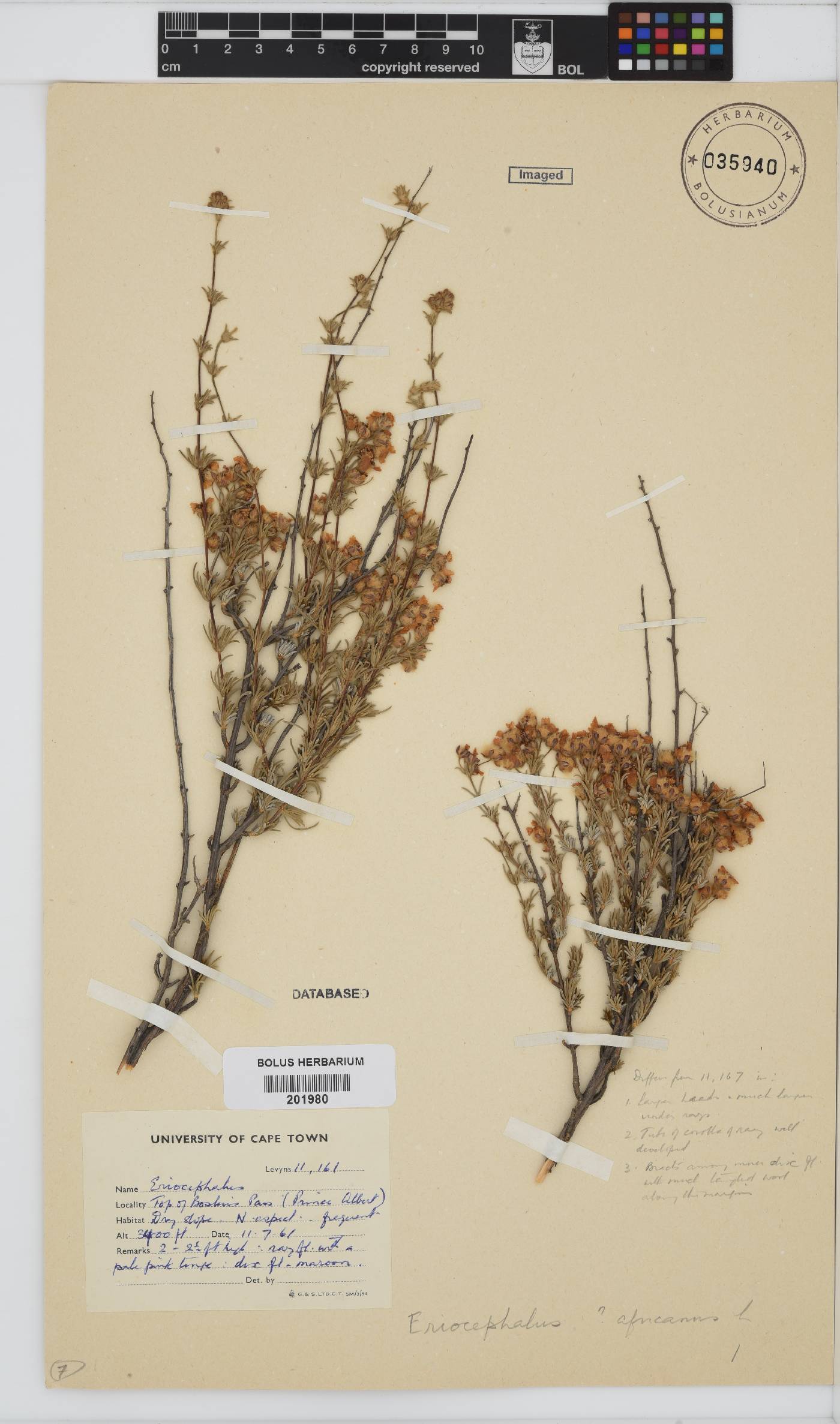 Eriocephalus africanus image