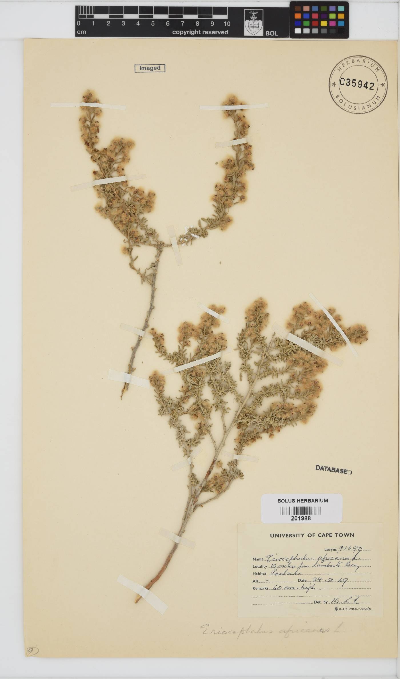 Eriocephalus africanus image