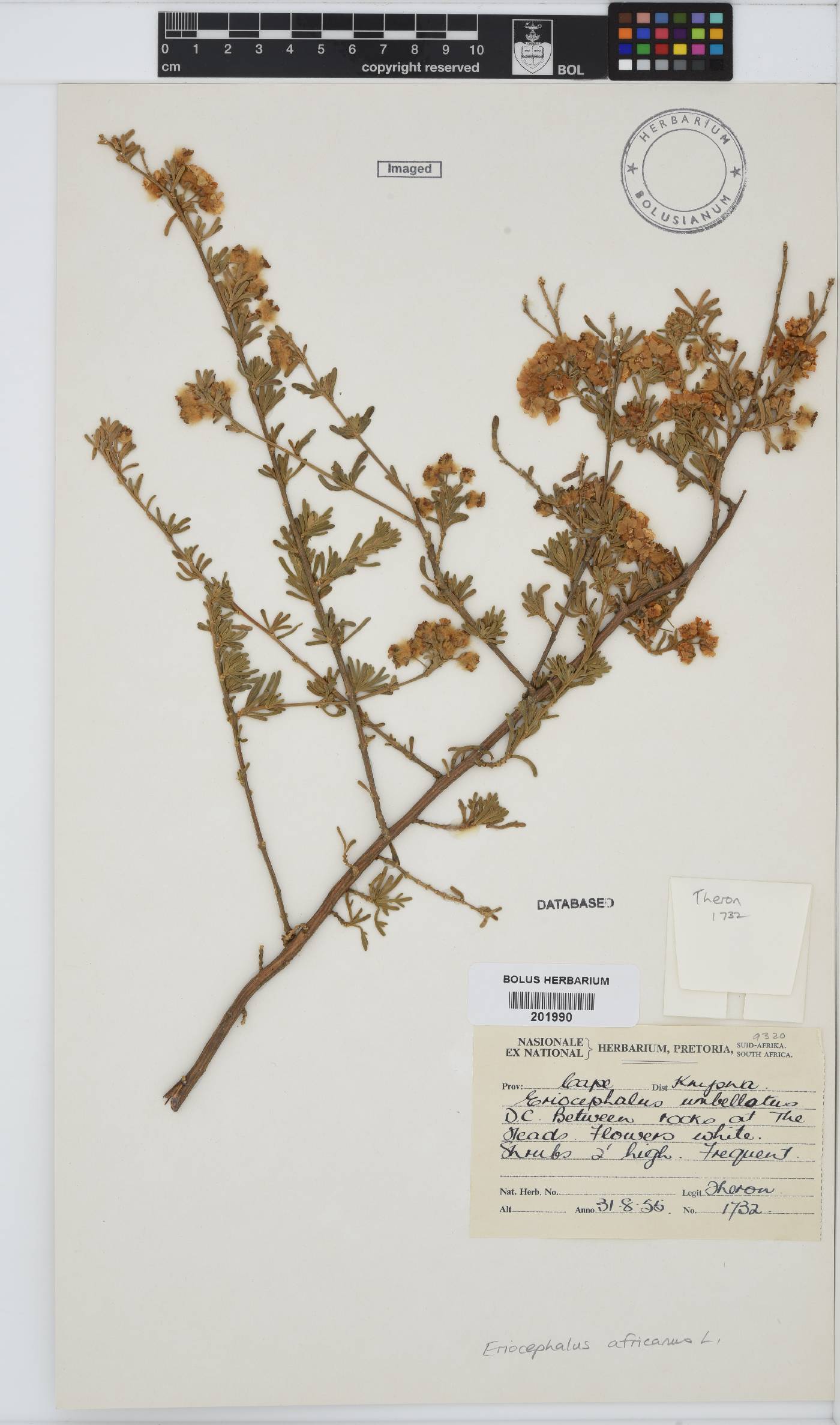 Eriocephalus africanus image