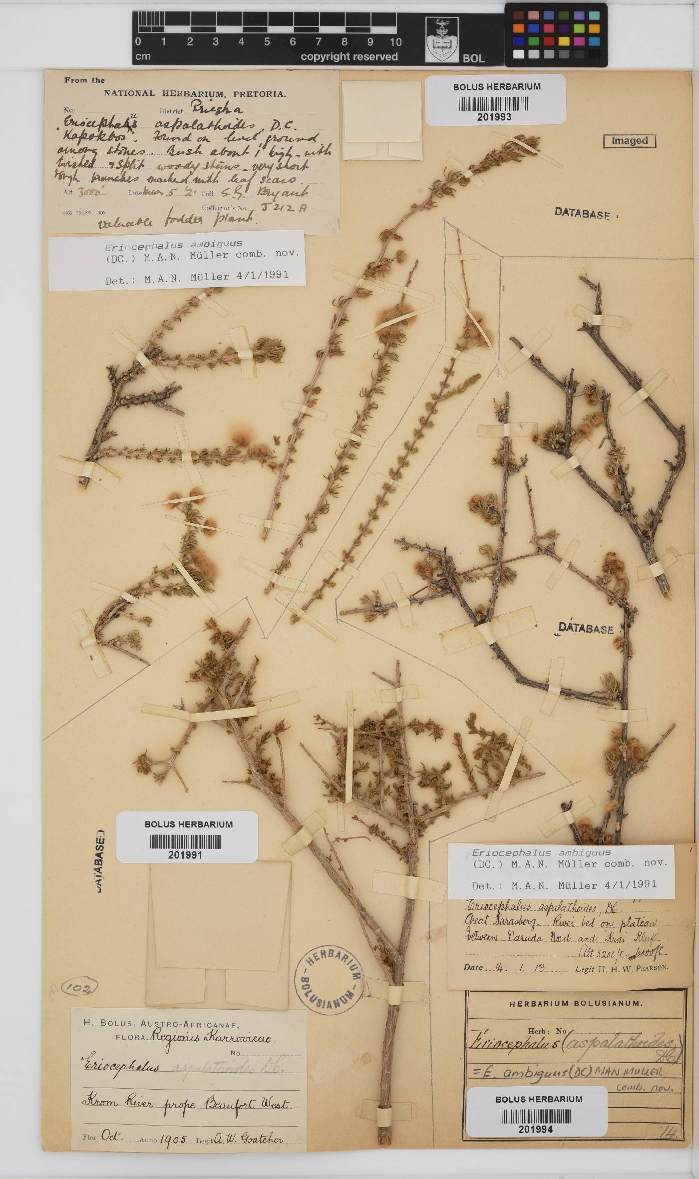 Eriocephalus ambiguus image