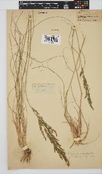 Eragrostis curvula image