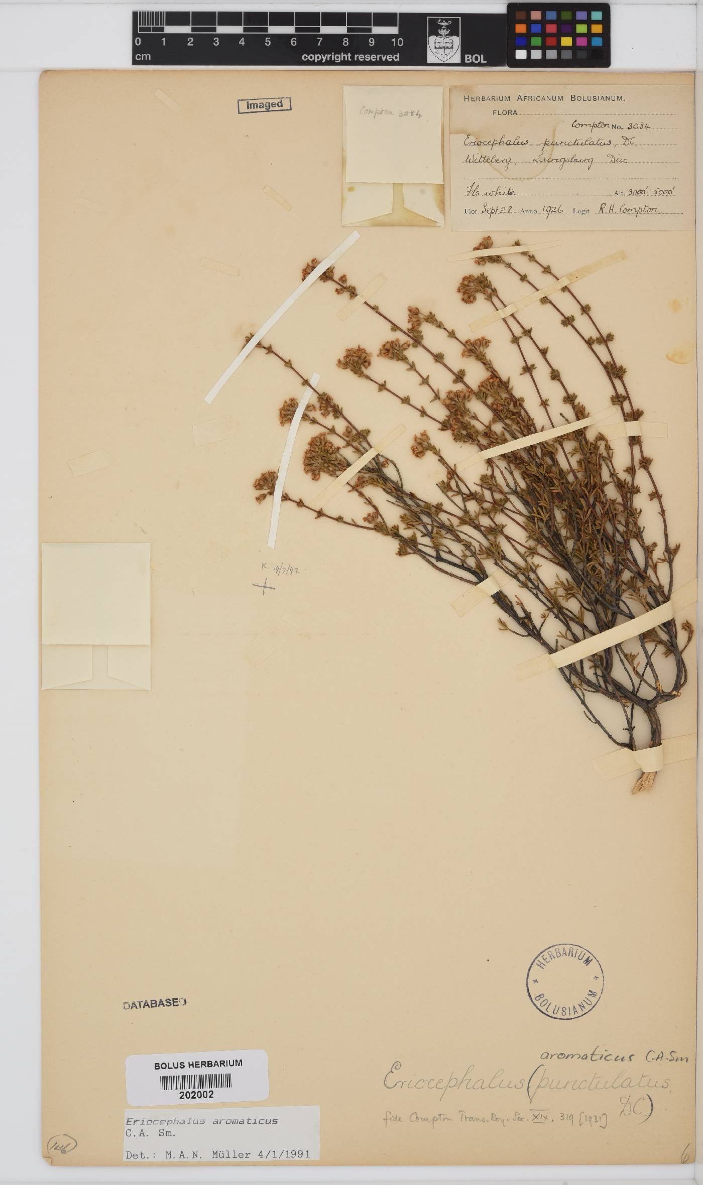 Eriocephalus aromaticus image