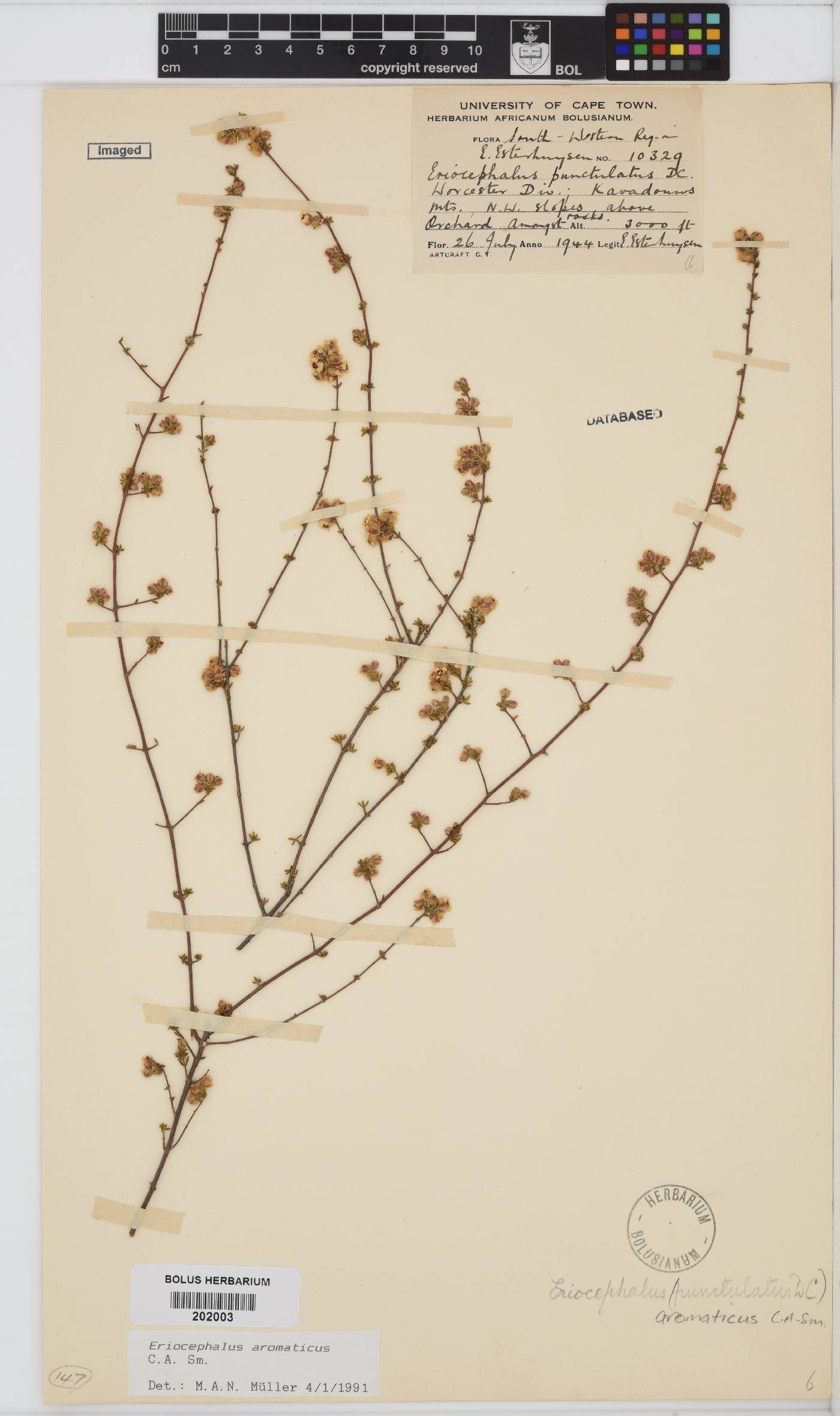 Eriocephalus aromaticus image