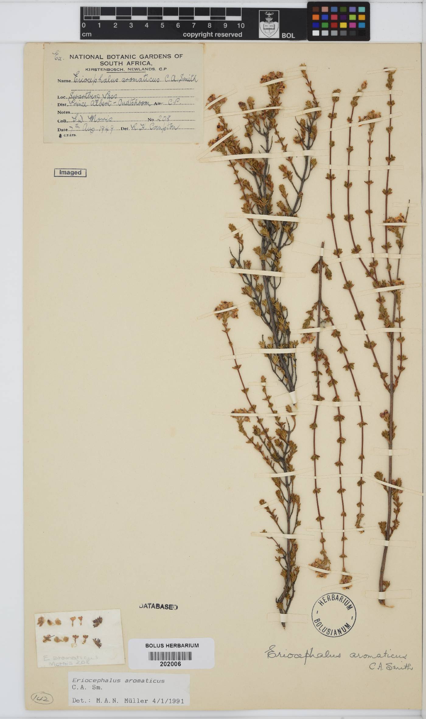 Eriocephalus aromaticus image
