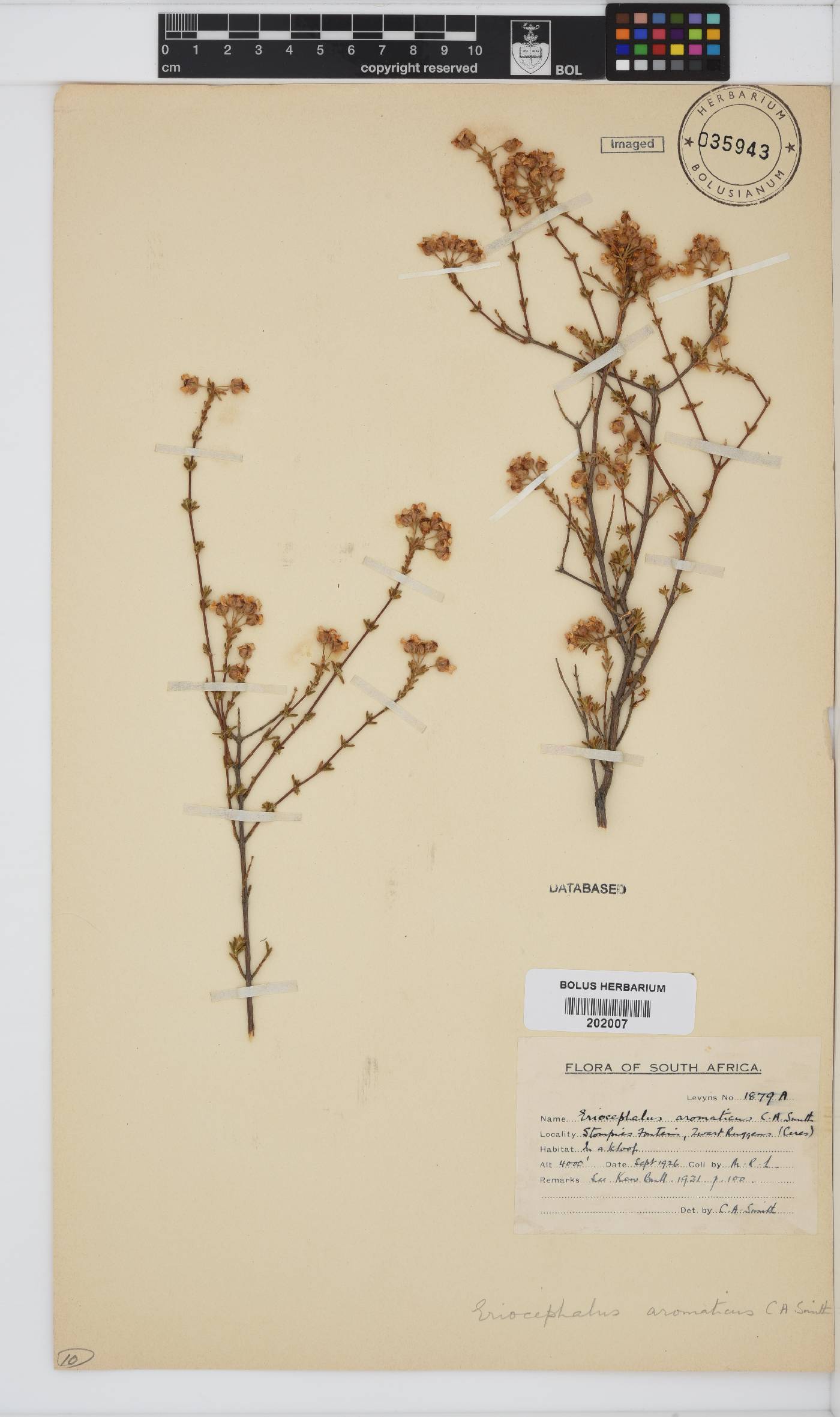 Eriocephalus aromaticus image