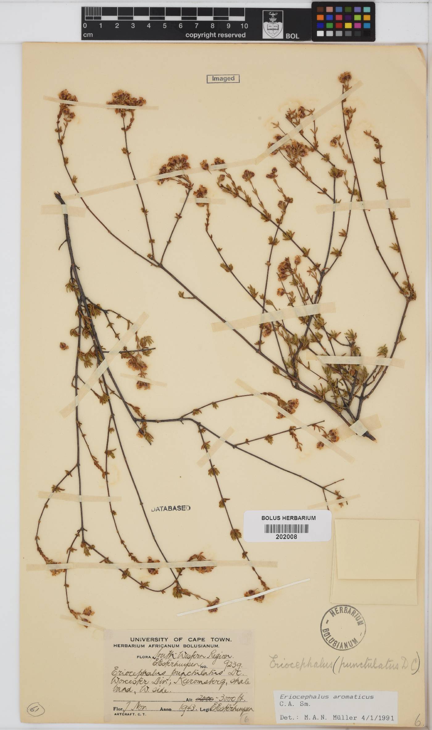 Eriocephalus aromaticus image