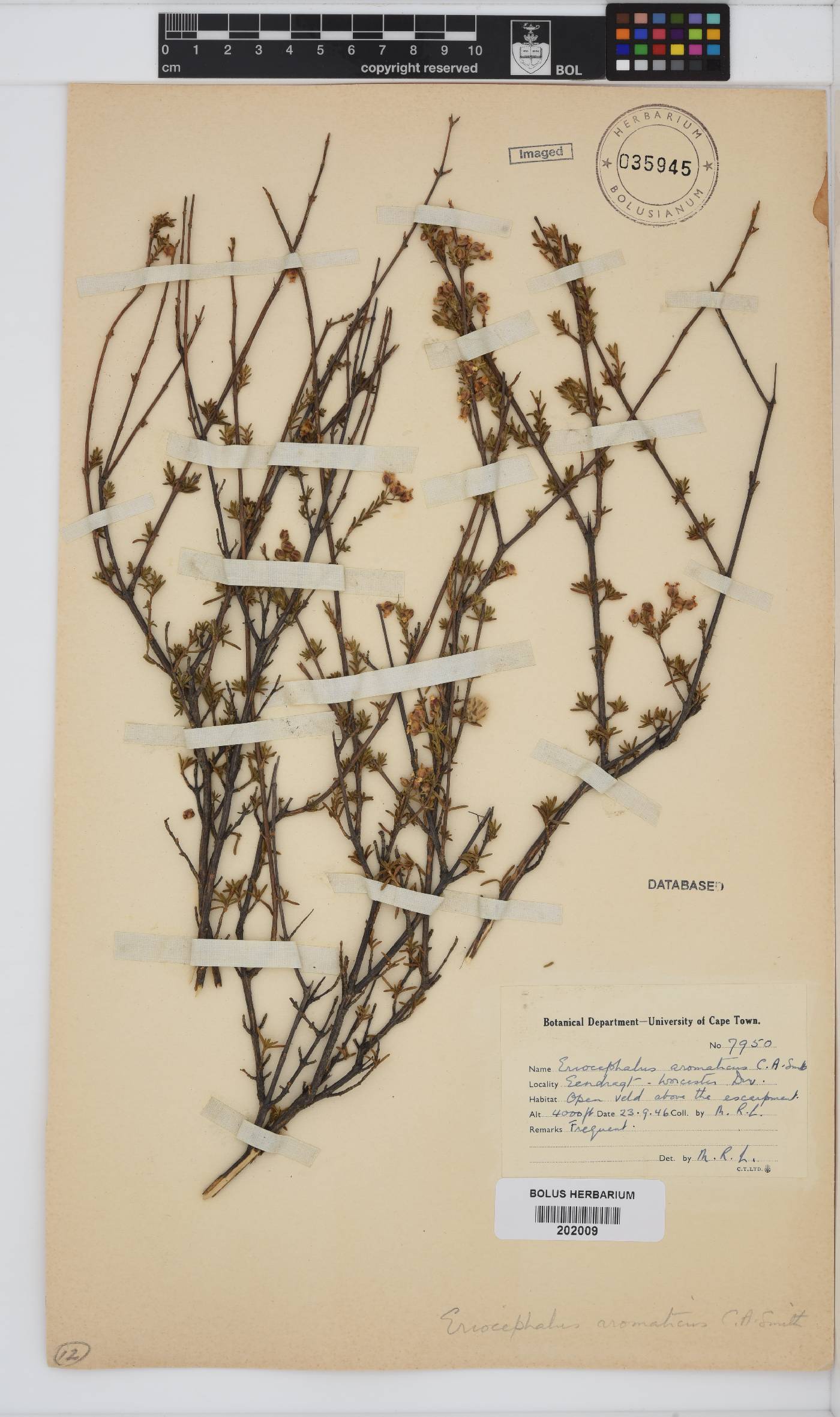 Eriocephalus aromaticus image