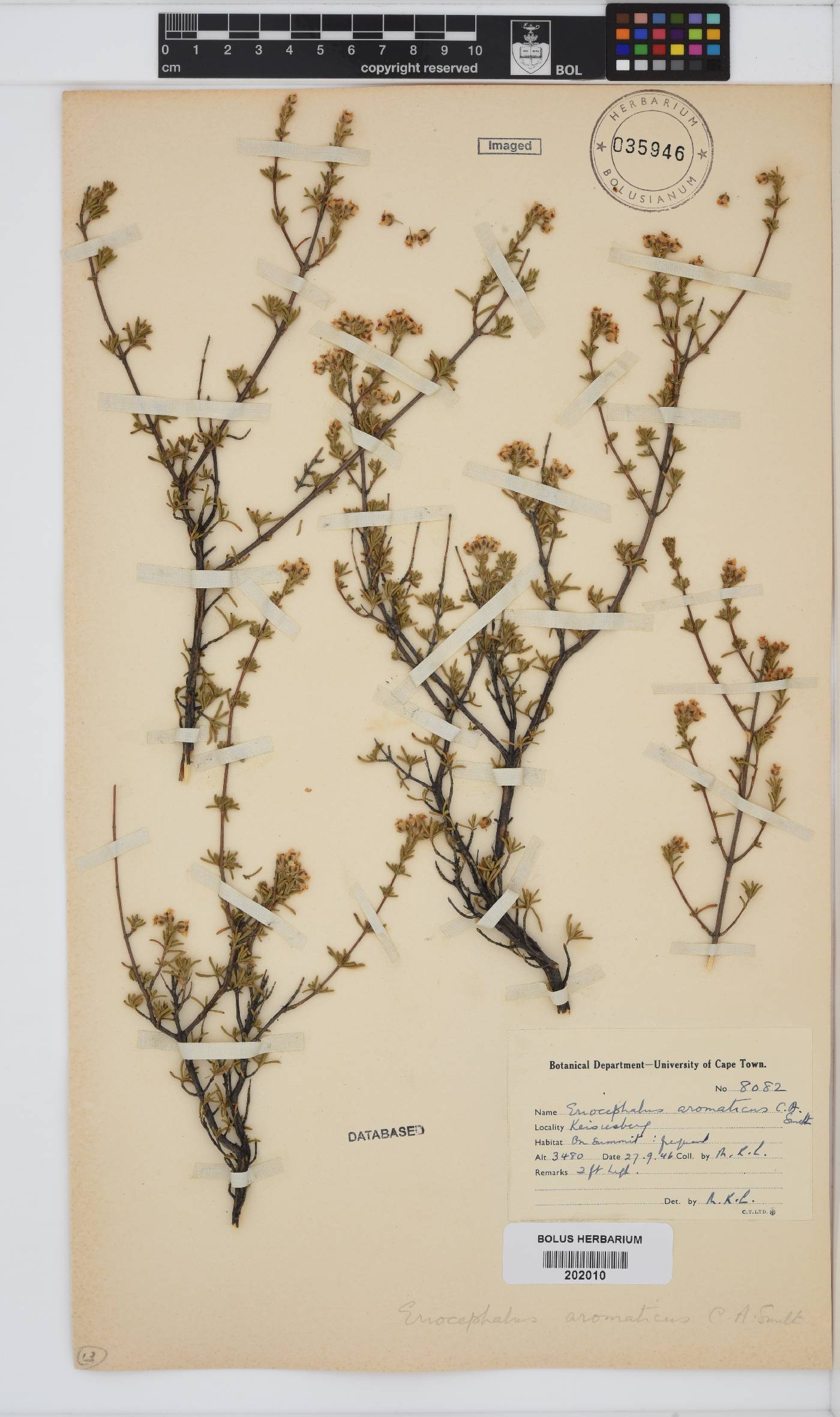 Eriocephalus aromaticus image