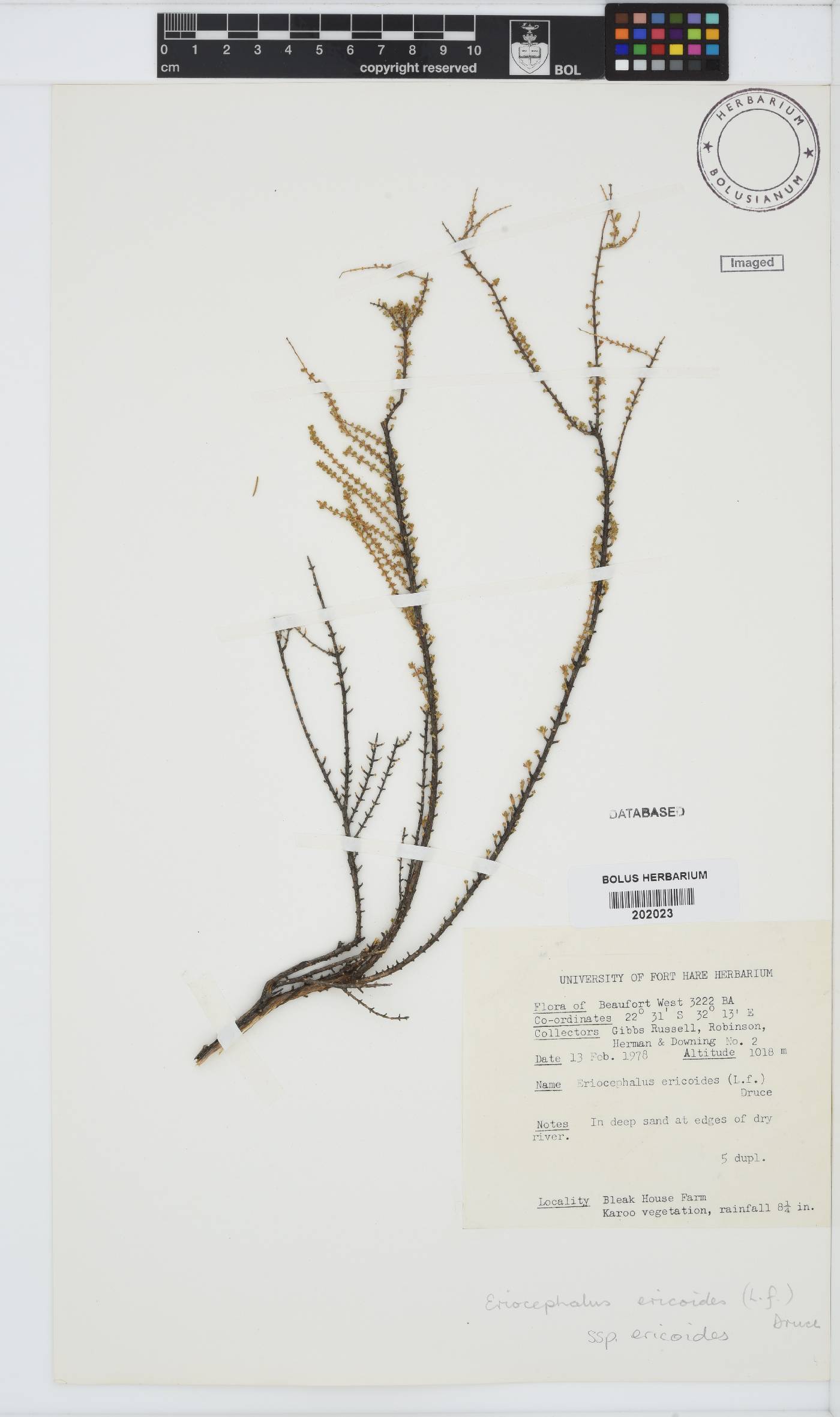 Eriocephalus ericoides subsp. ericoides image